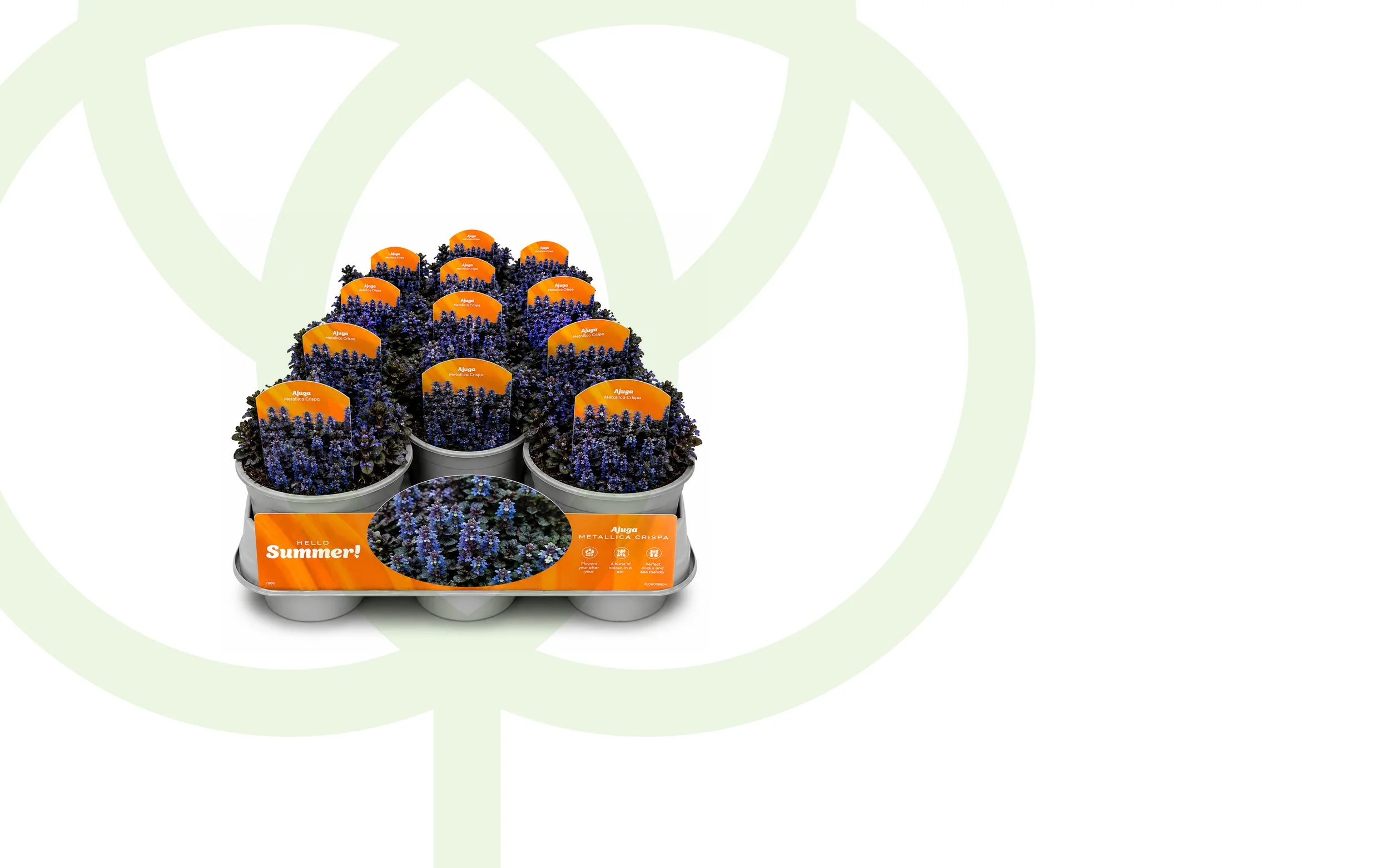 Package of purple spring flowers labeled "Ajuga Metallica Crispa" with an orange sign saying "Hello Summer!".