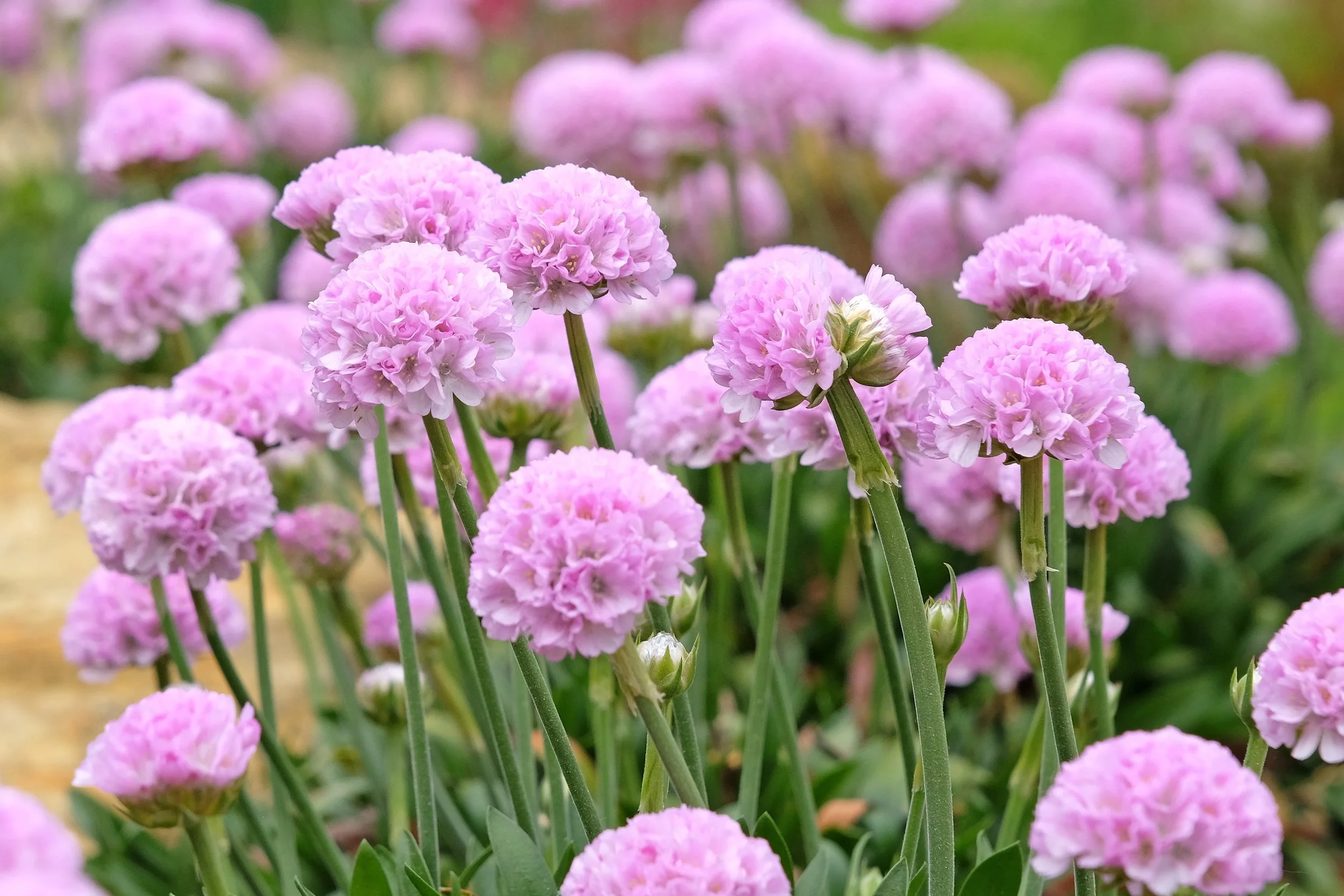 Armeria Sweet Dreams_2627500539.jpg