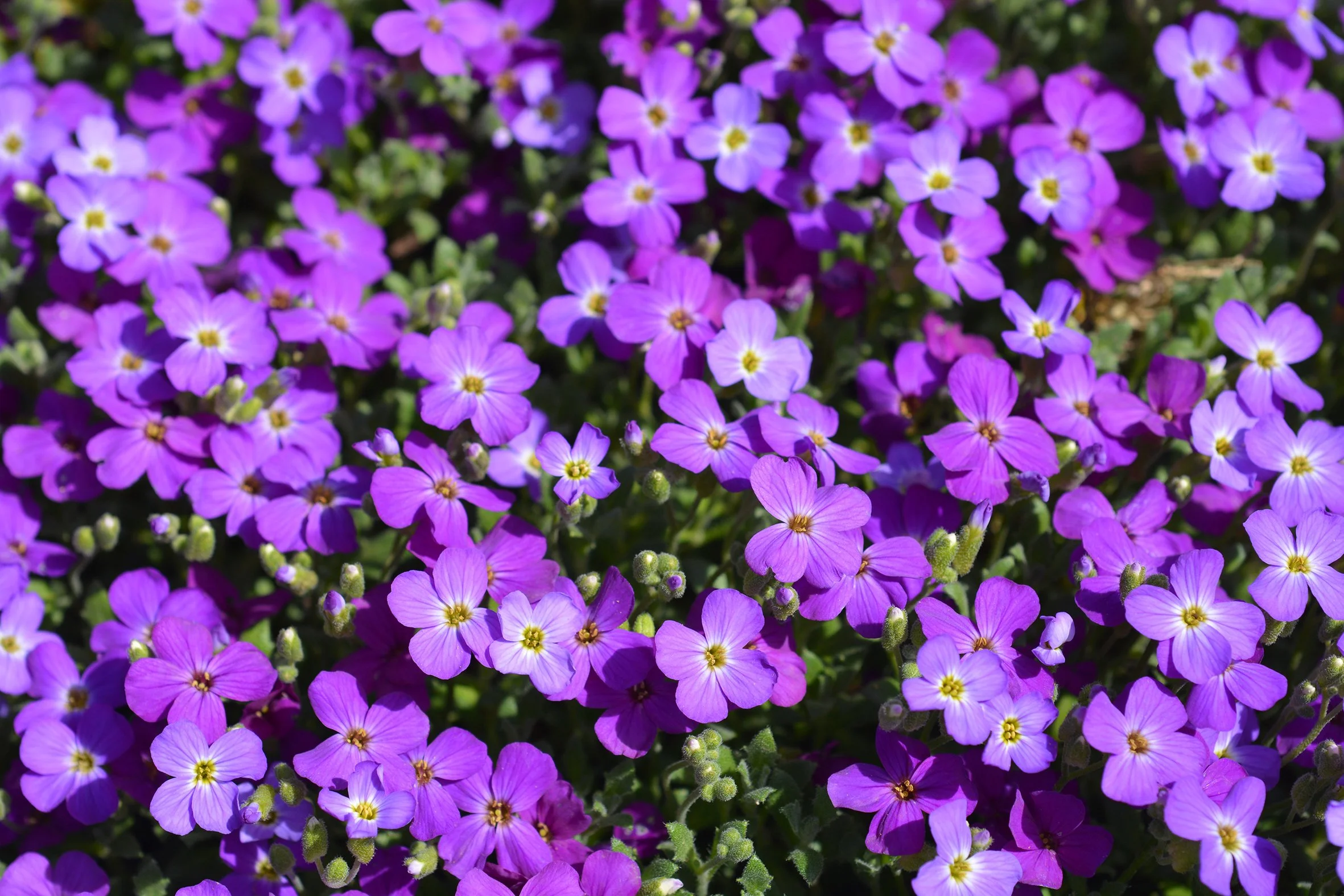 PPG-Aubrieta.jpg