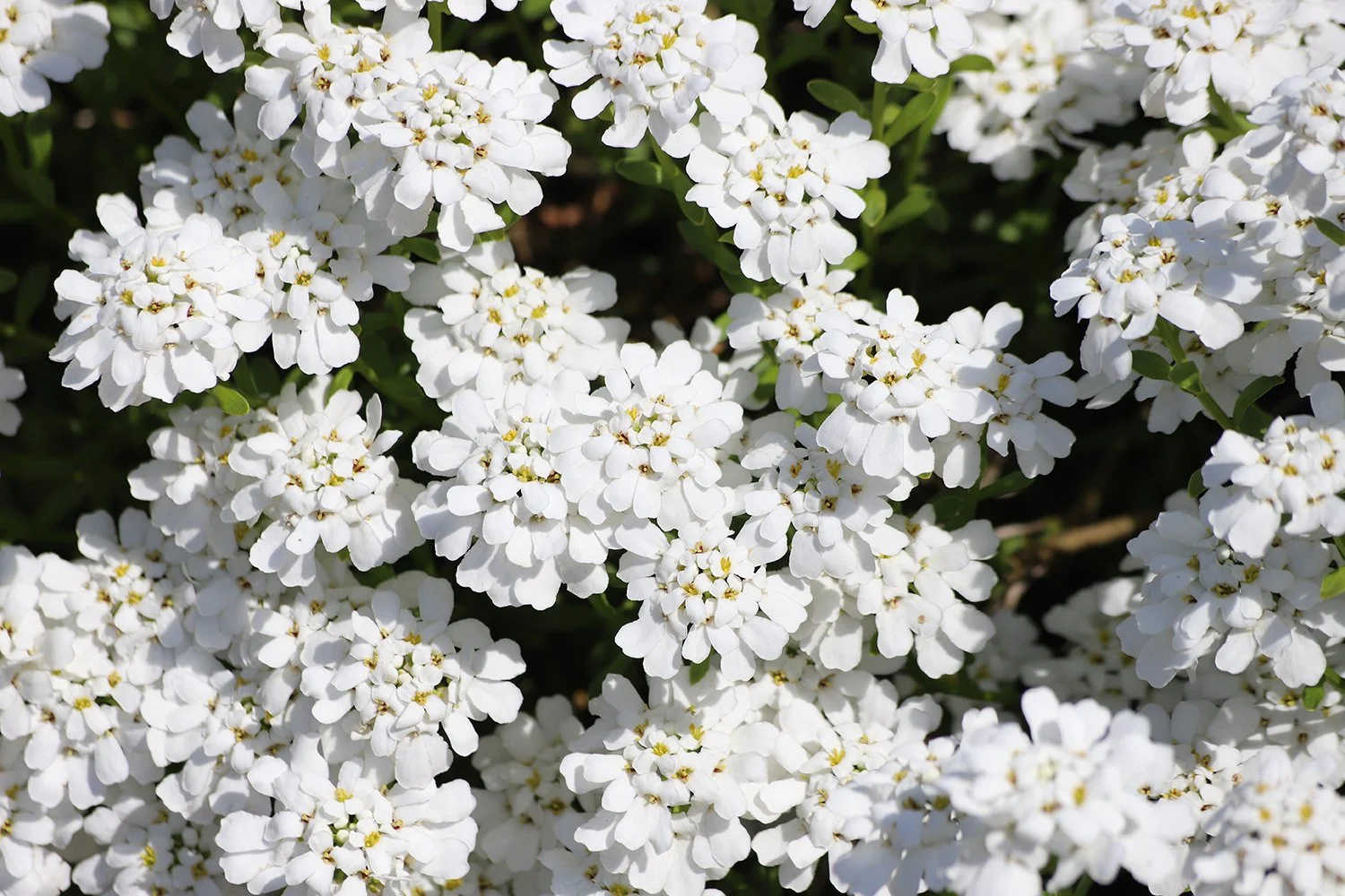 PPG-Iberis Candytuft.jpg