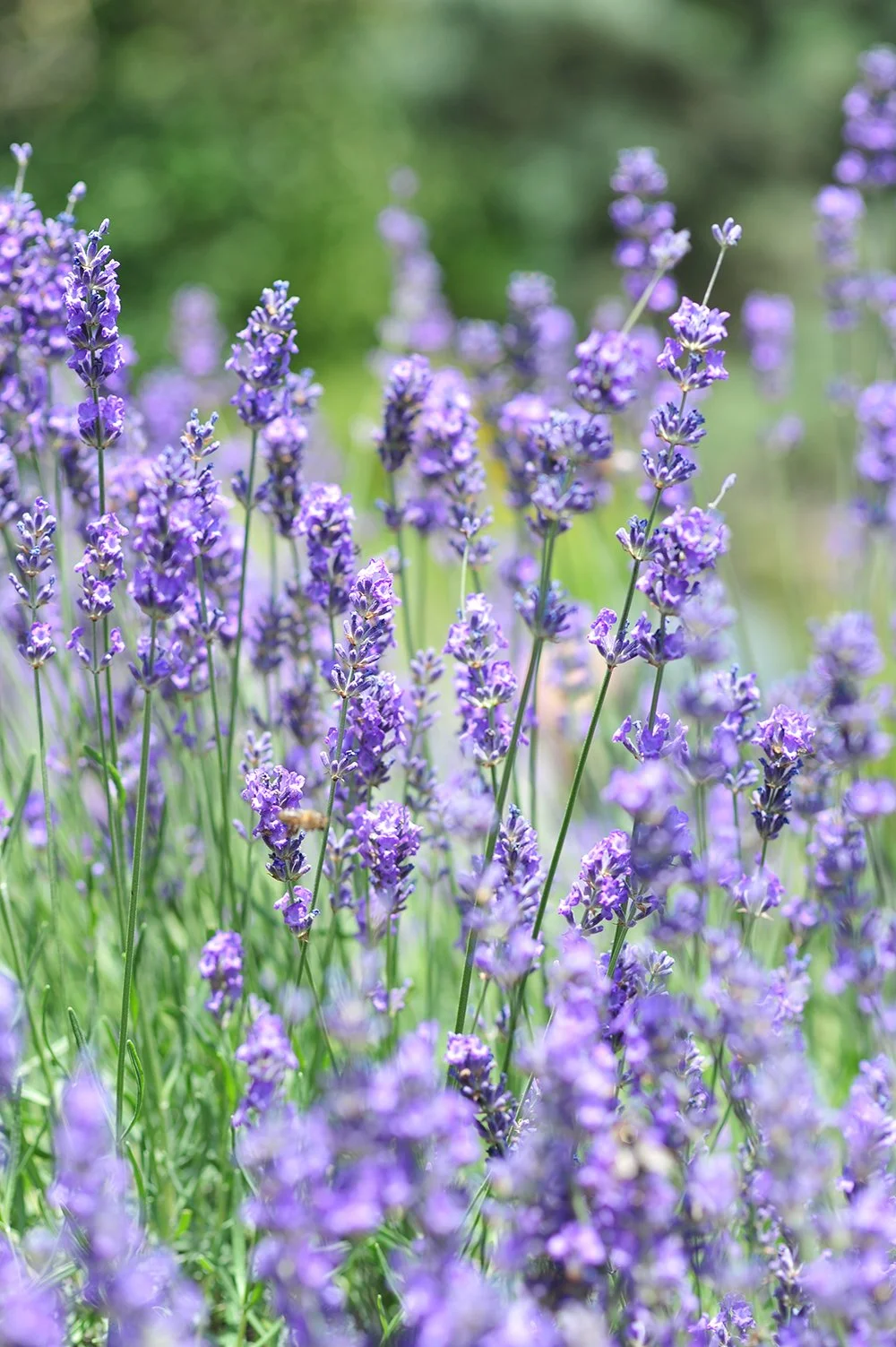 Lavender Vera _1449556418.jpg