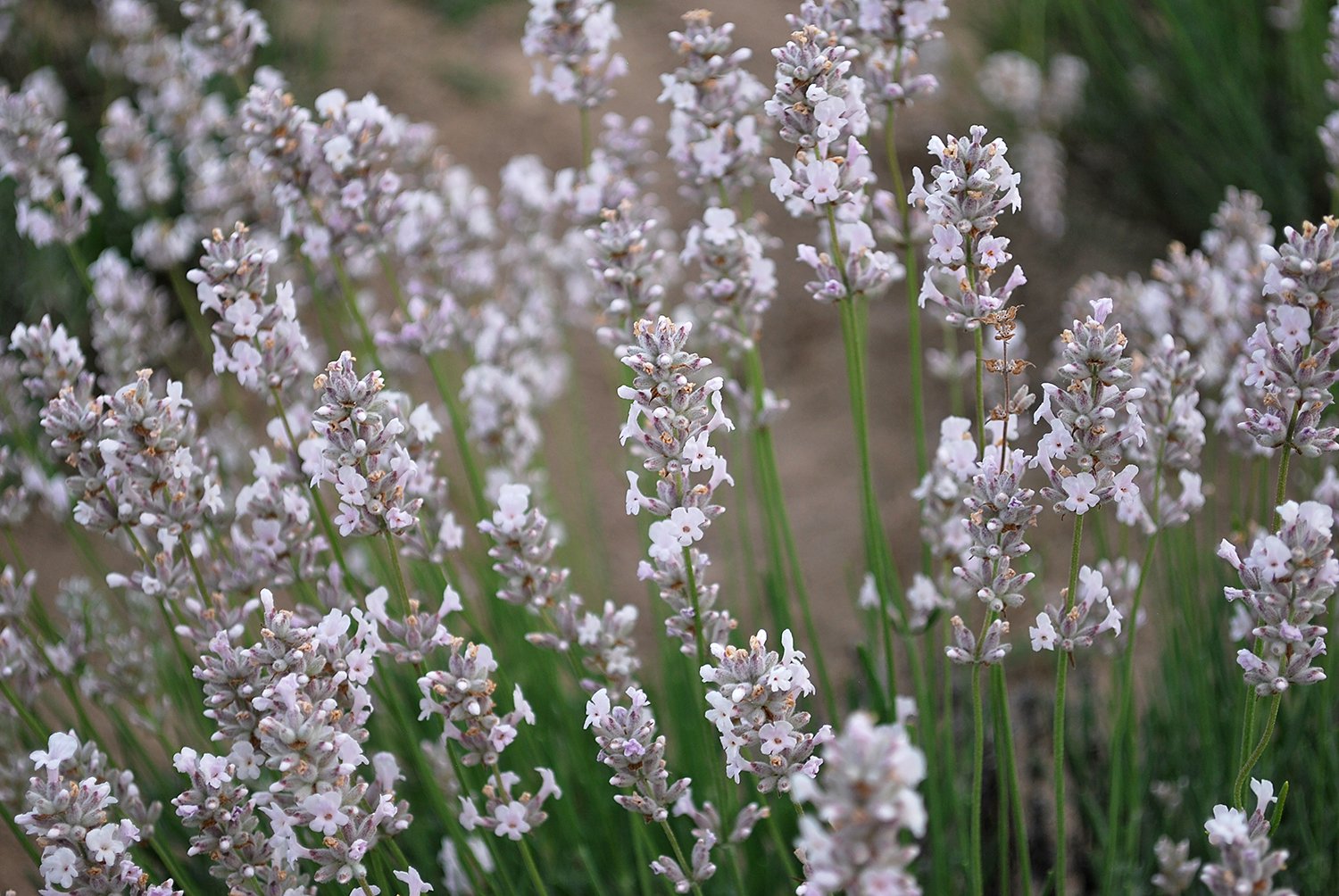 Lavender Artic Snow _2181760161.jpg