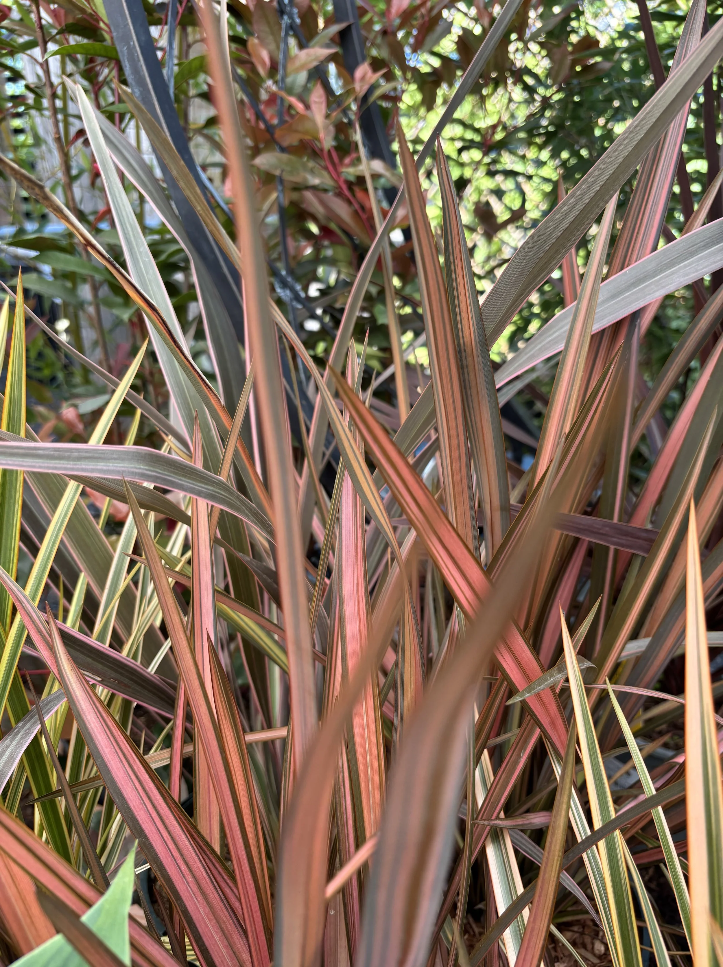Phormium Flamingo_2653353437.jpg