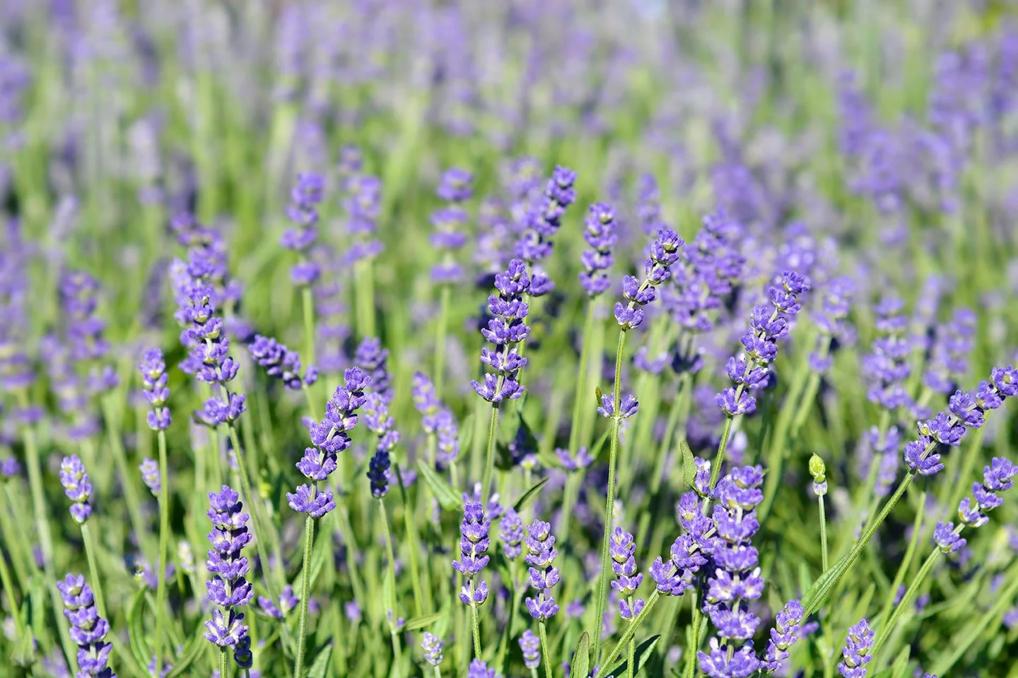 Lavender Essence Purple _1888711312.jpg