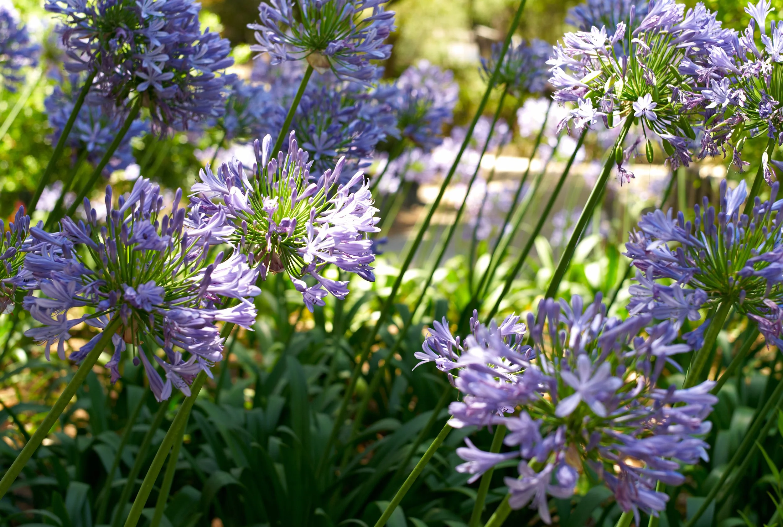 Agapanthus Africanus Pitchoune Blue_1067285237.jpg