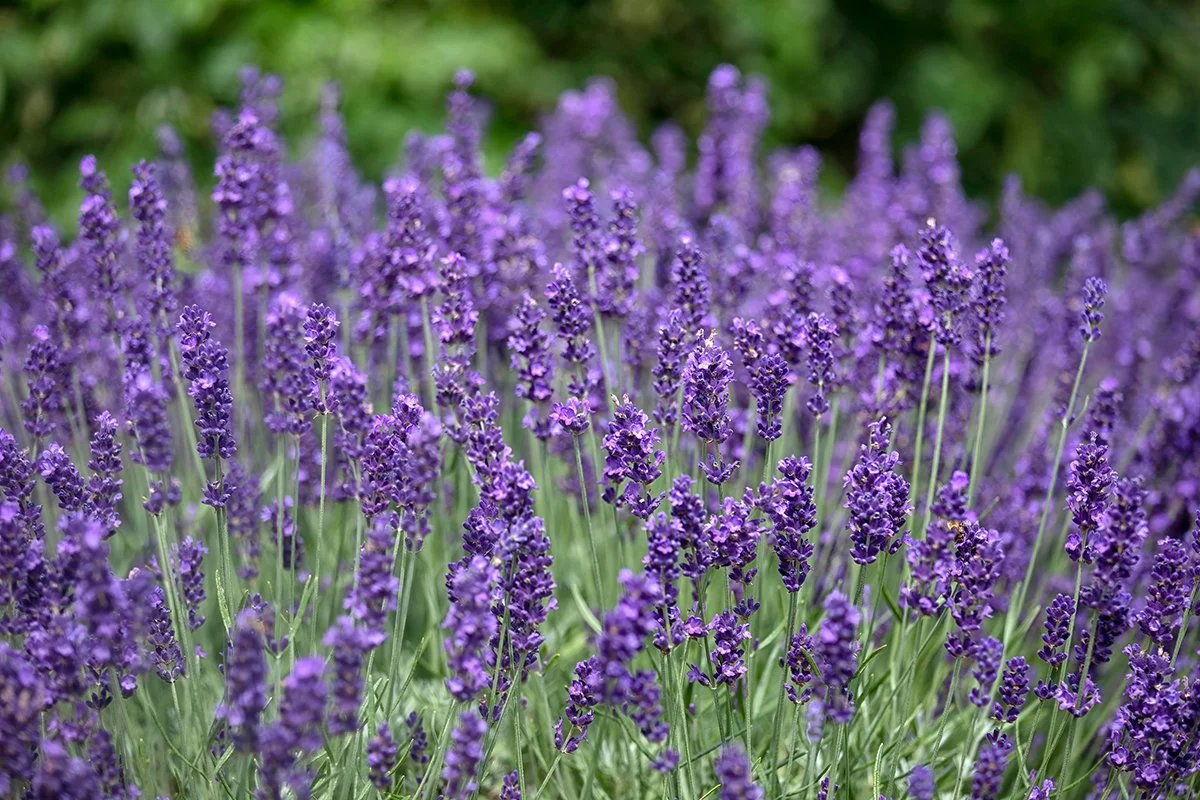 Lavenders
