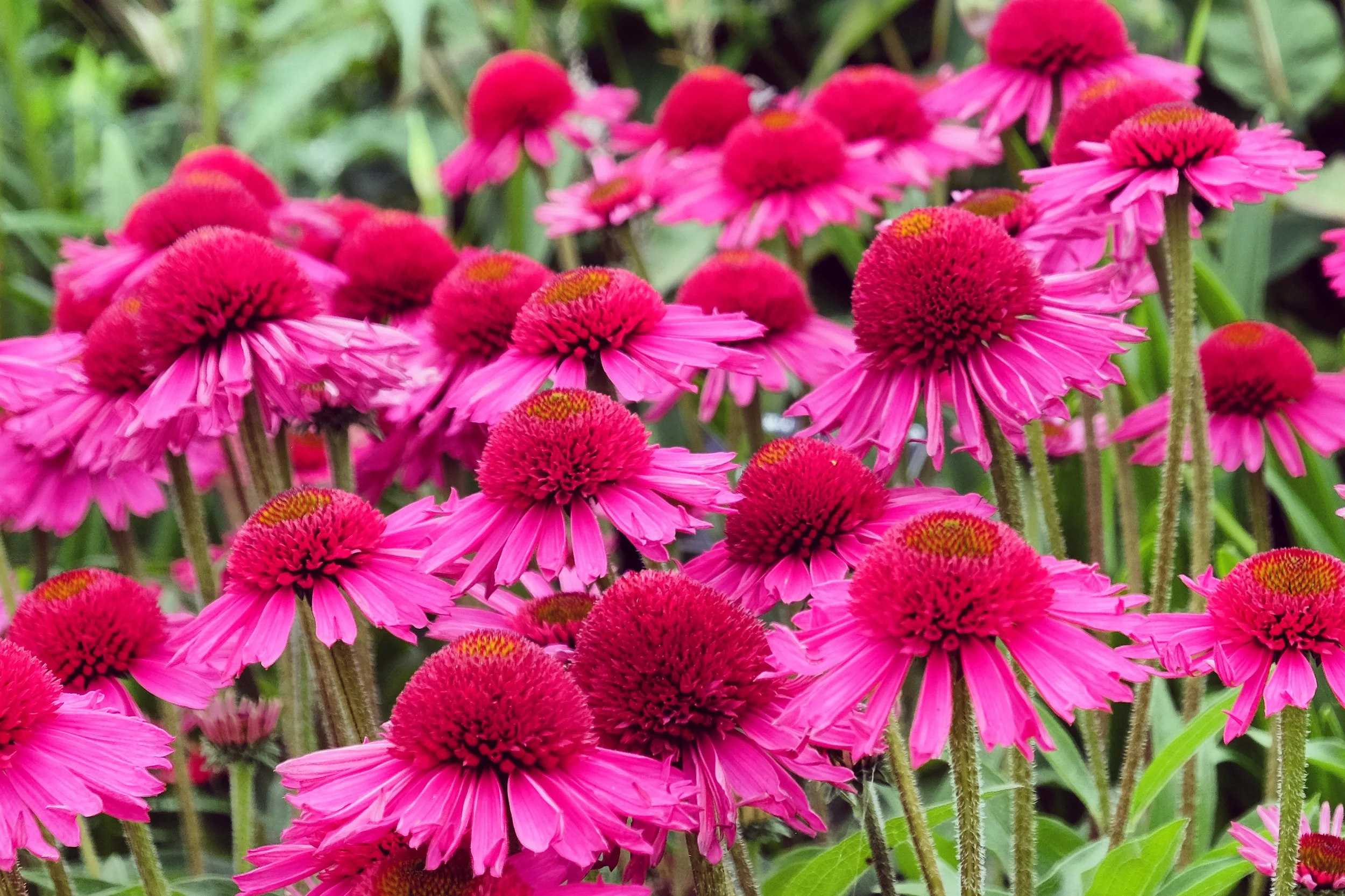 Echinacea Delicious Candy_1726412275.jpg