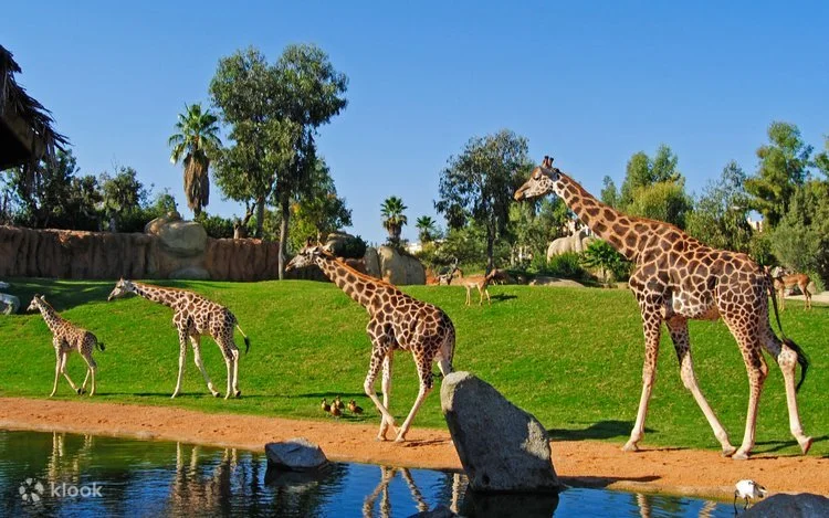 Bioparc Valencia
