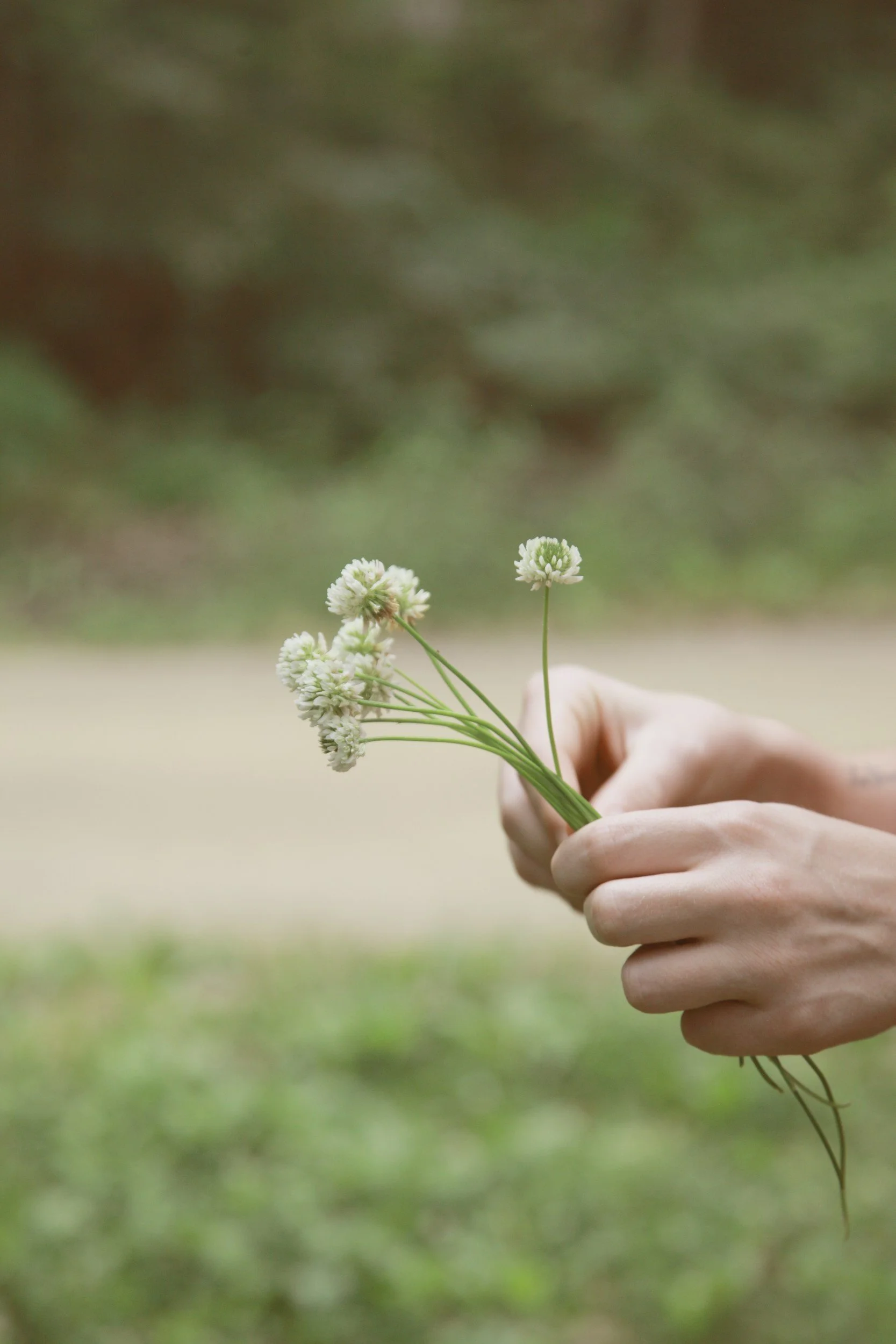Person holding a small bunch of white flowers with a blurred green and brown background.