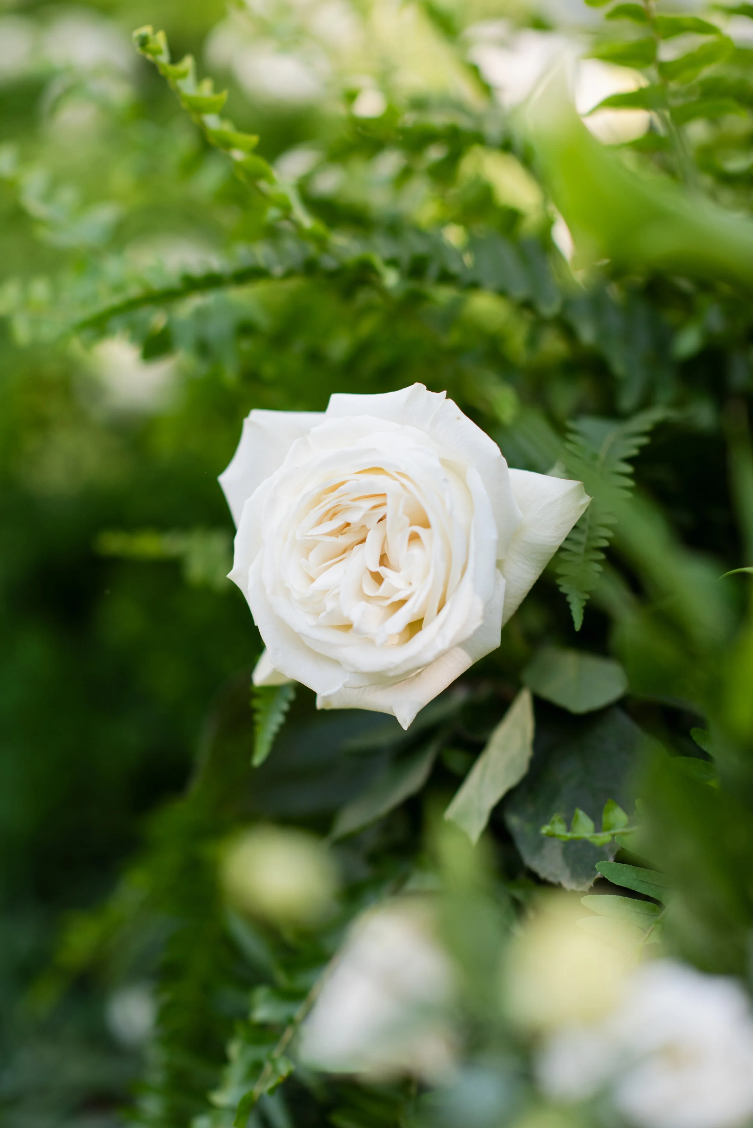 maggiedanielwedding-6742.jpg