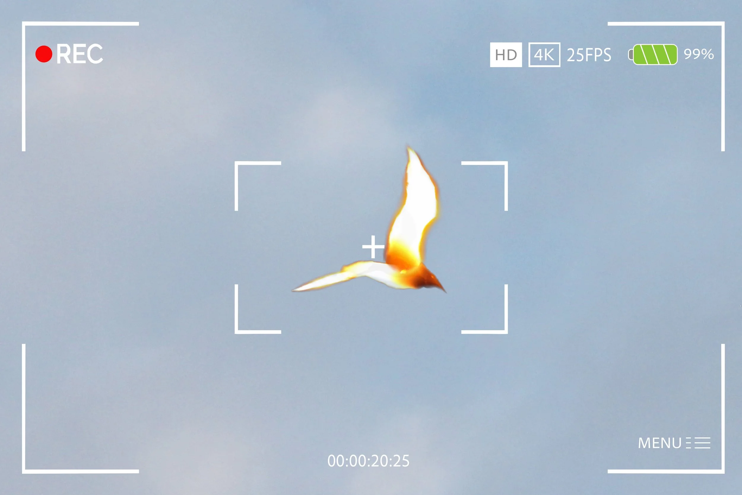 Firebird.jpg