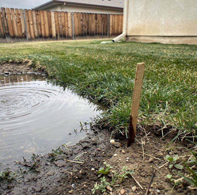 Flooded backyard corner with soggy grass after heavy rain