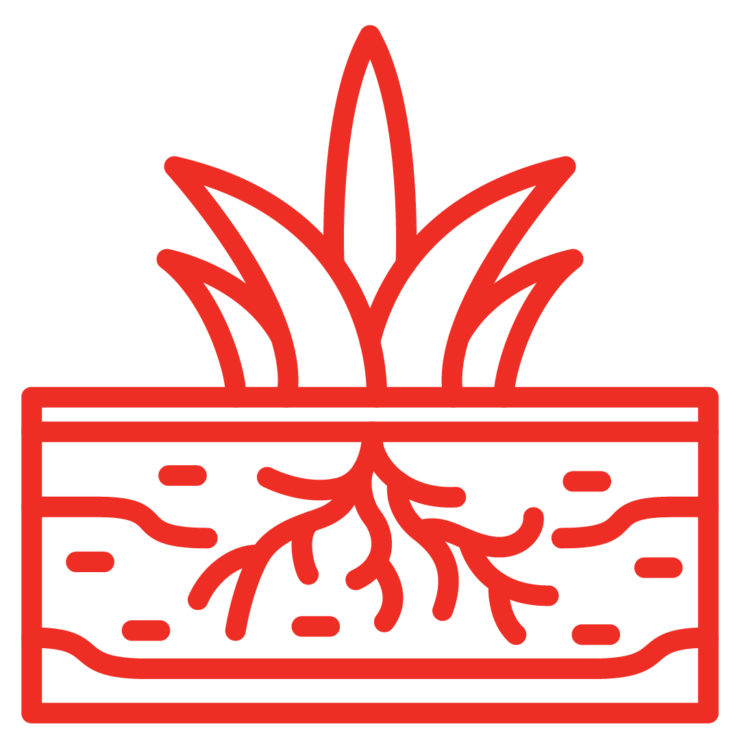 Cleaner Rooting - Red outline illustration of a plant with roots in soil, in a rectangular planter box.