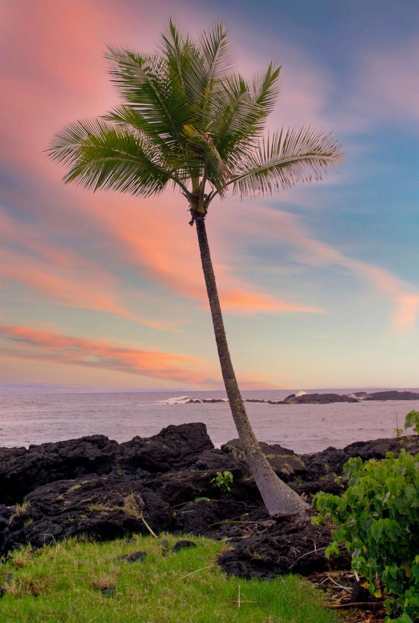 A tall palm tree leans to the right on a rocky shoreline with green grass and shrubs, with a colorful sky at sunset or sunrise in the background over the ocean.