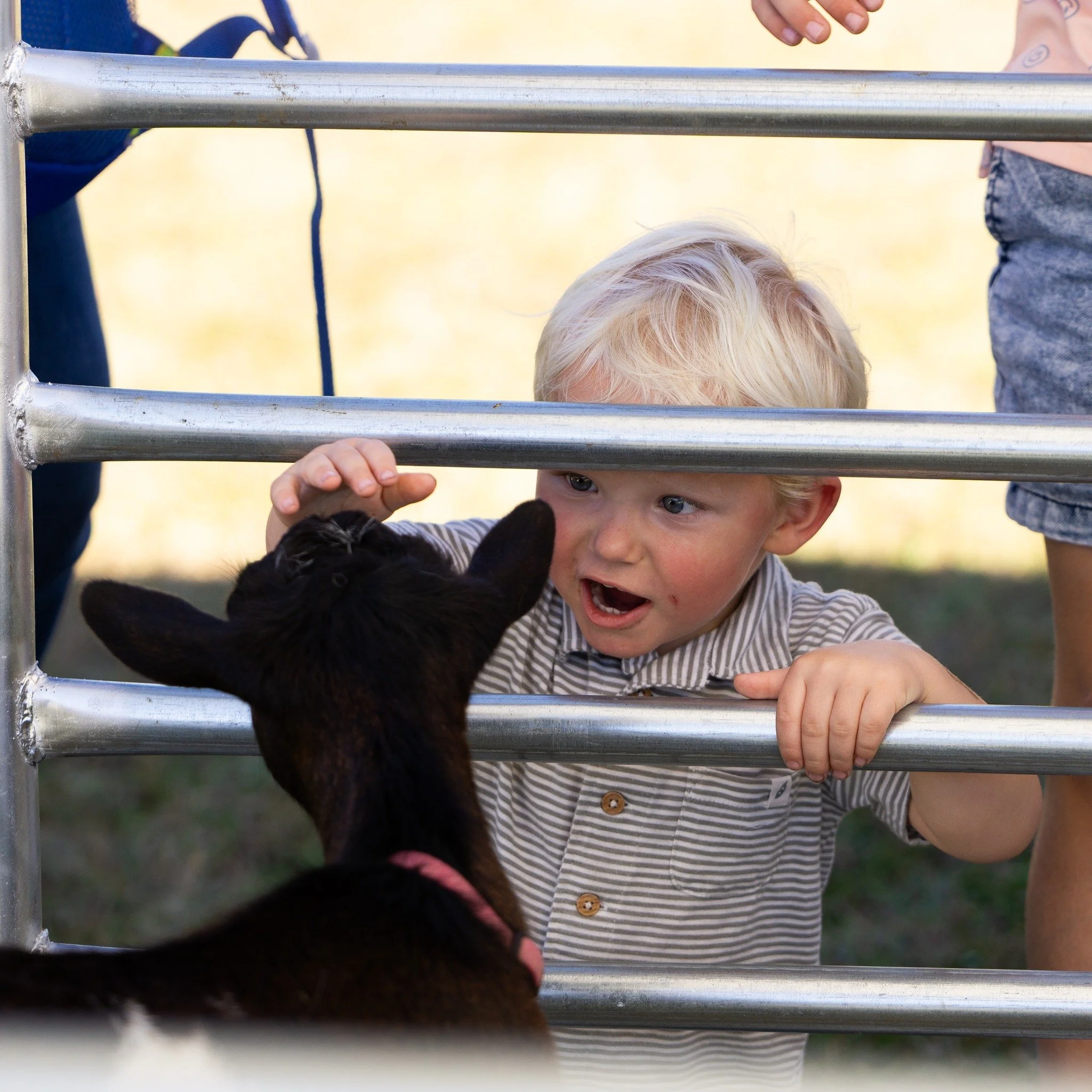 A young boy with blonde hair and blue eyes peeking through metal bars while a person on the right hand side reaches towards him. A black puppy appears to be interacting with the boy. The background is out of focus with warm colors.