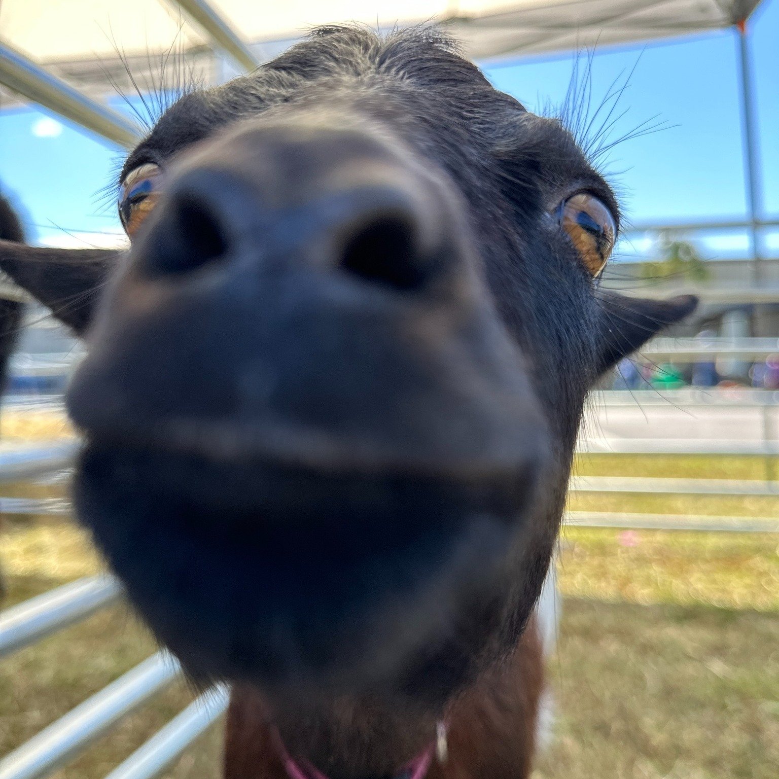 Close-up of a goat's face with the camera near its nose, showing its brown eye, black nose, and facial details, with a background of a fence and outdoor setting.