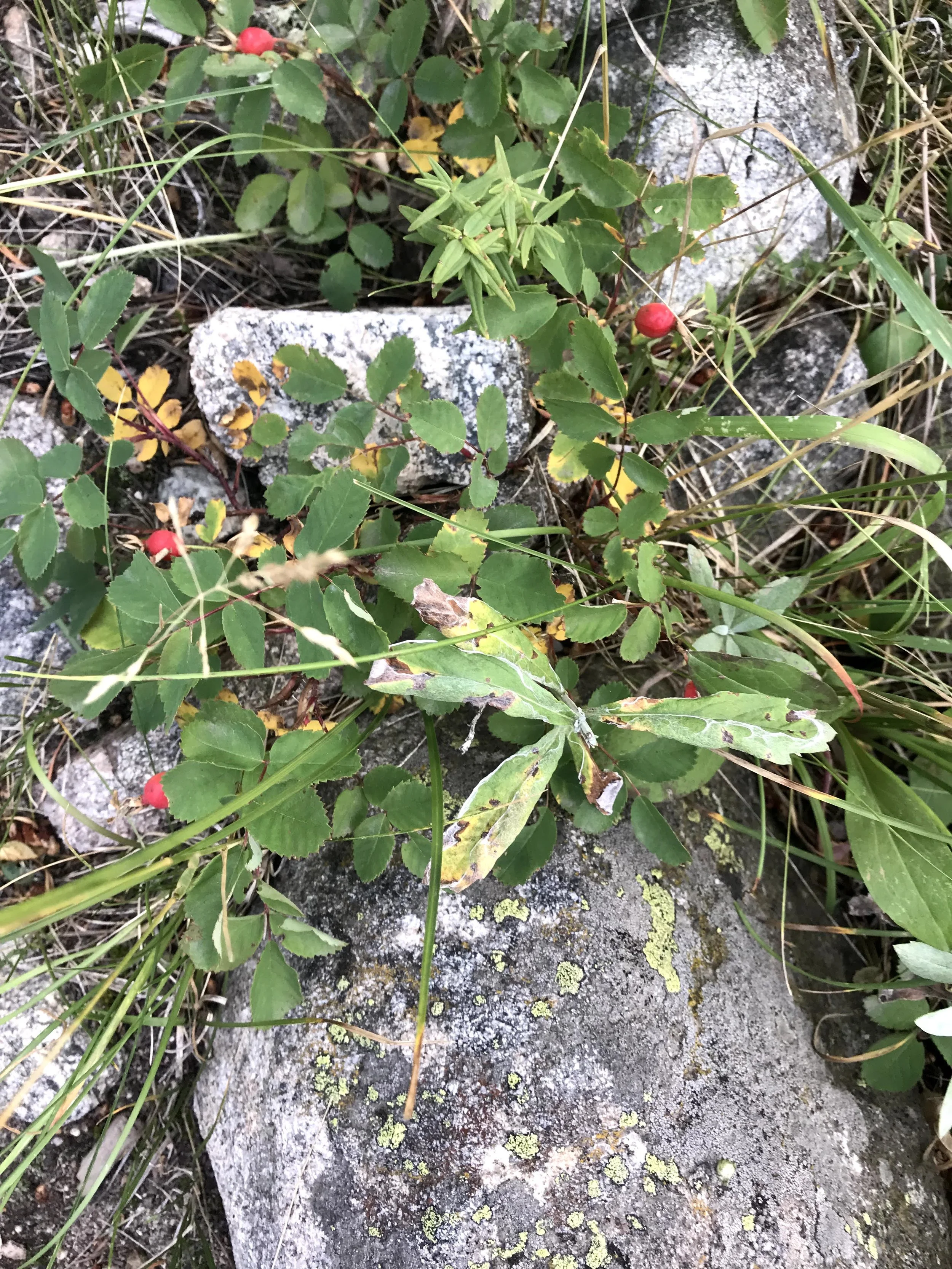IMG_5961.jpeg