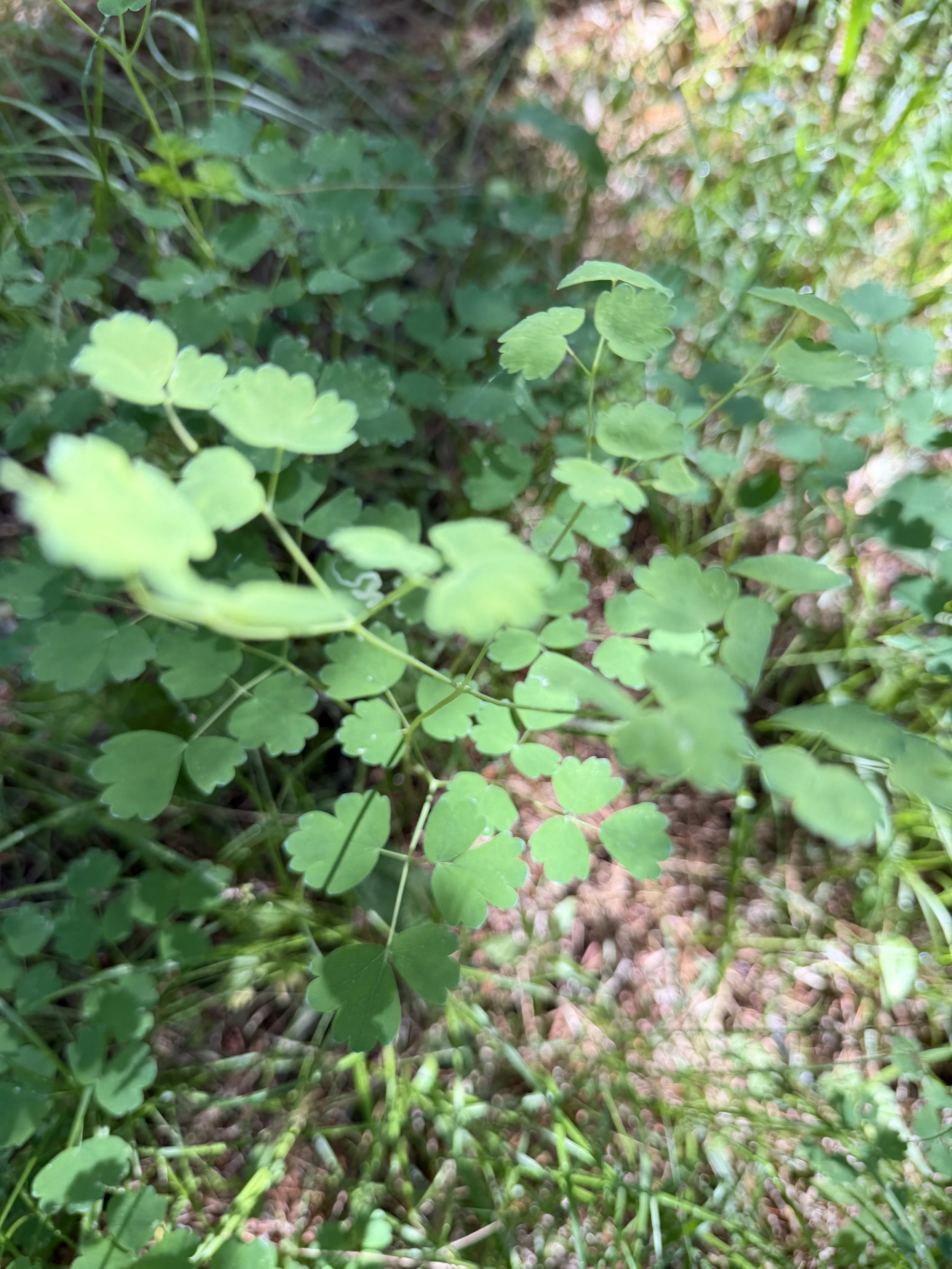 IMG_0940.jpeg