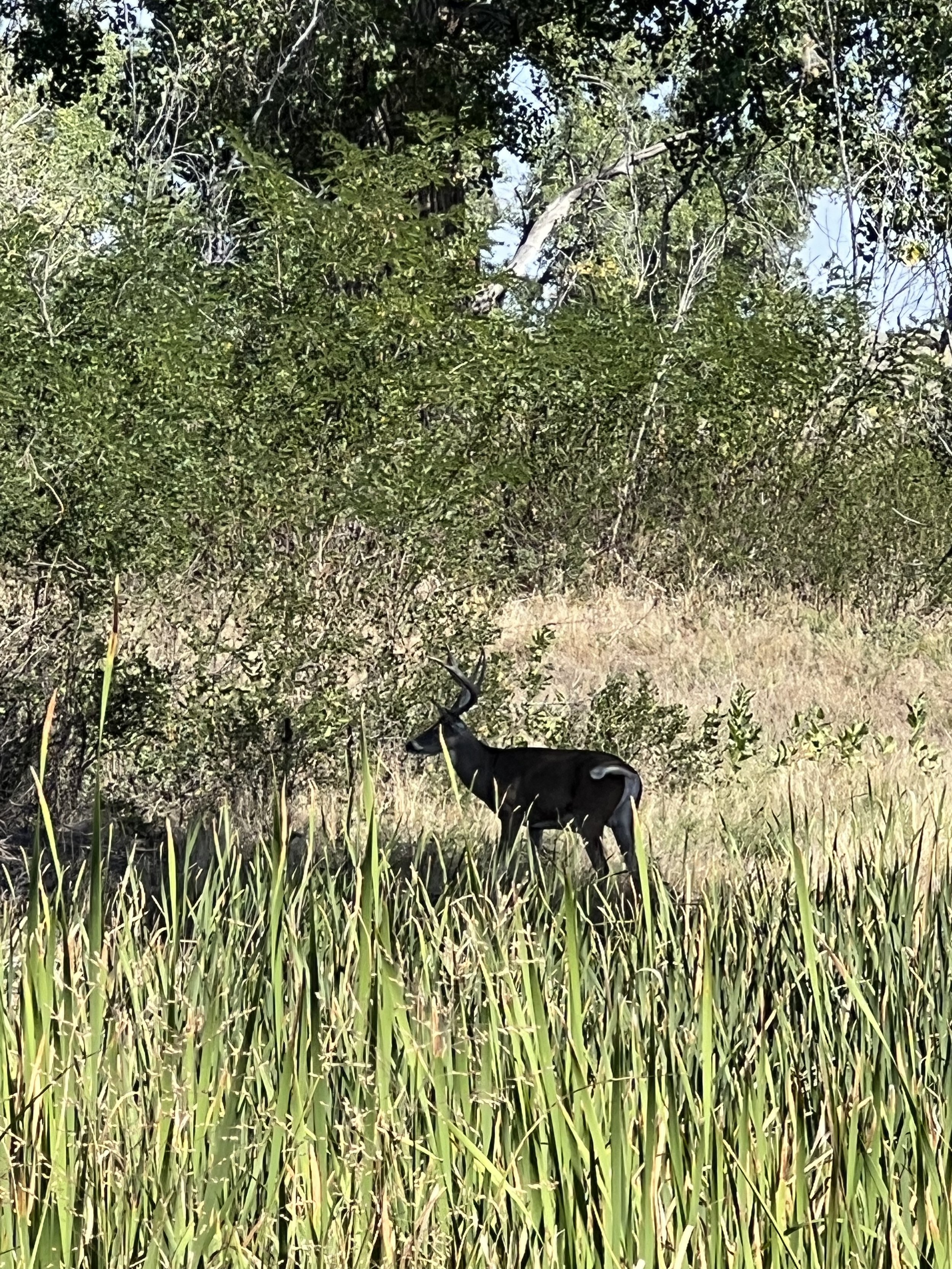 IMG_5401.jpeg