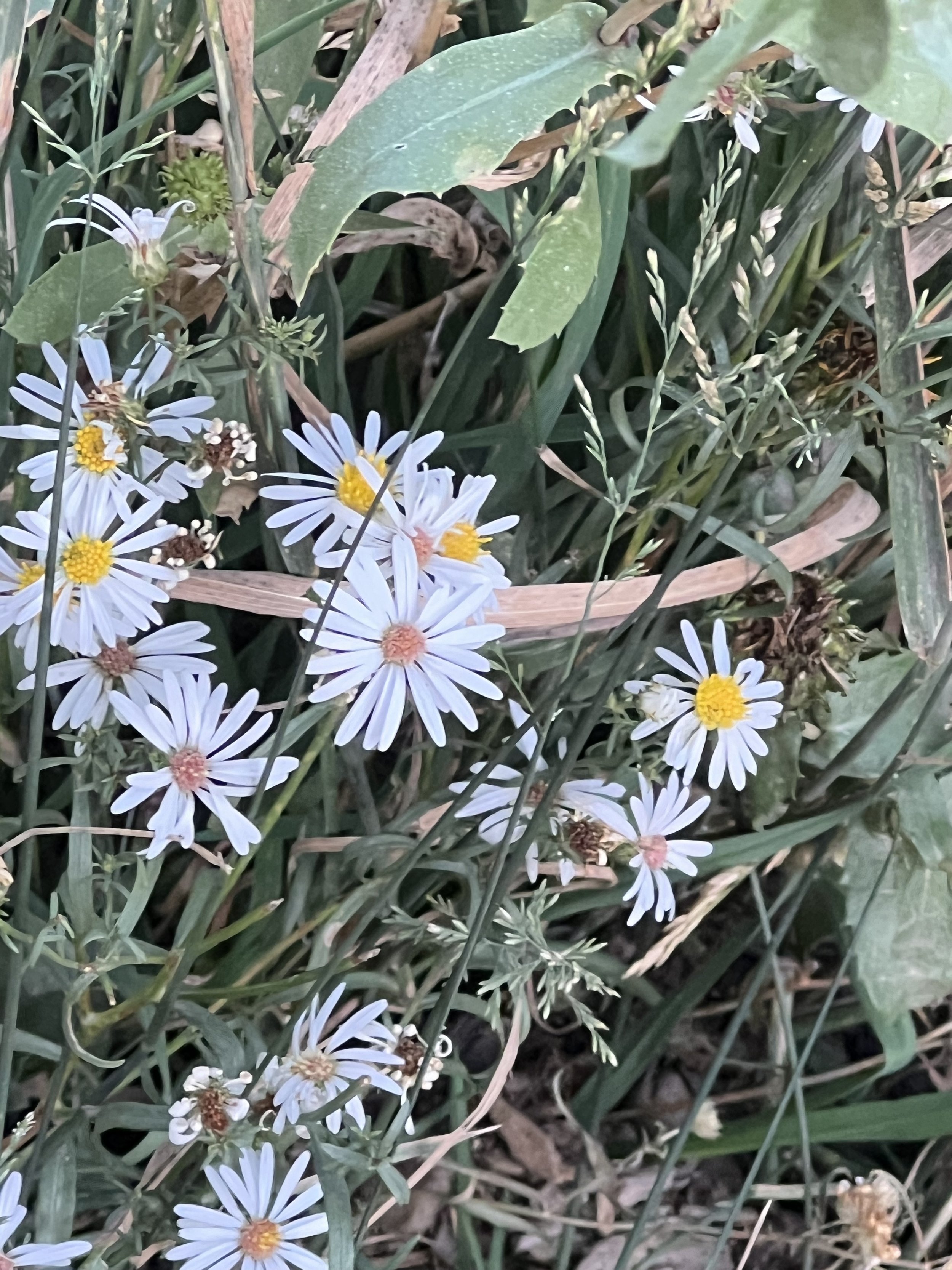 IMG_5354.jpeg