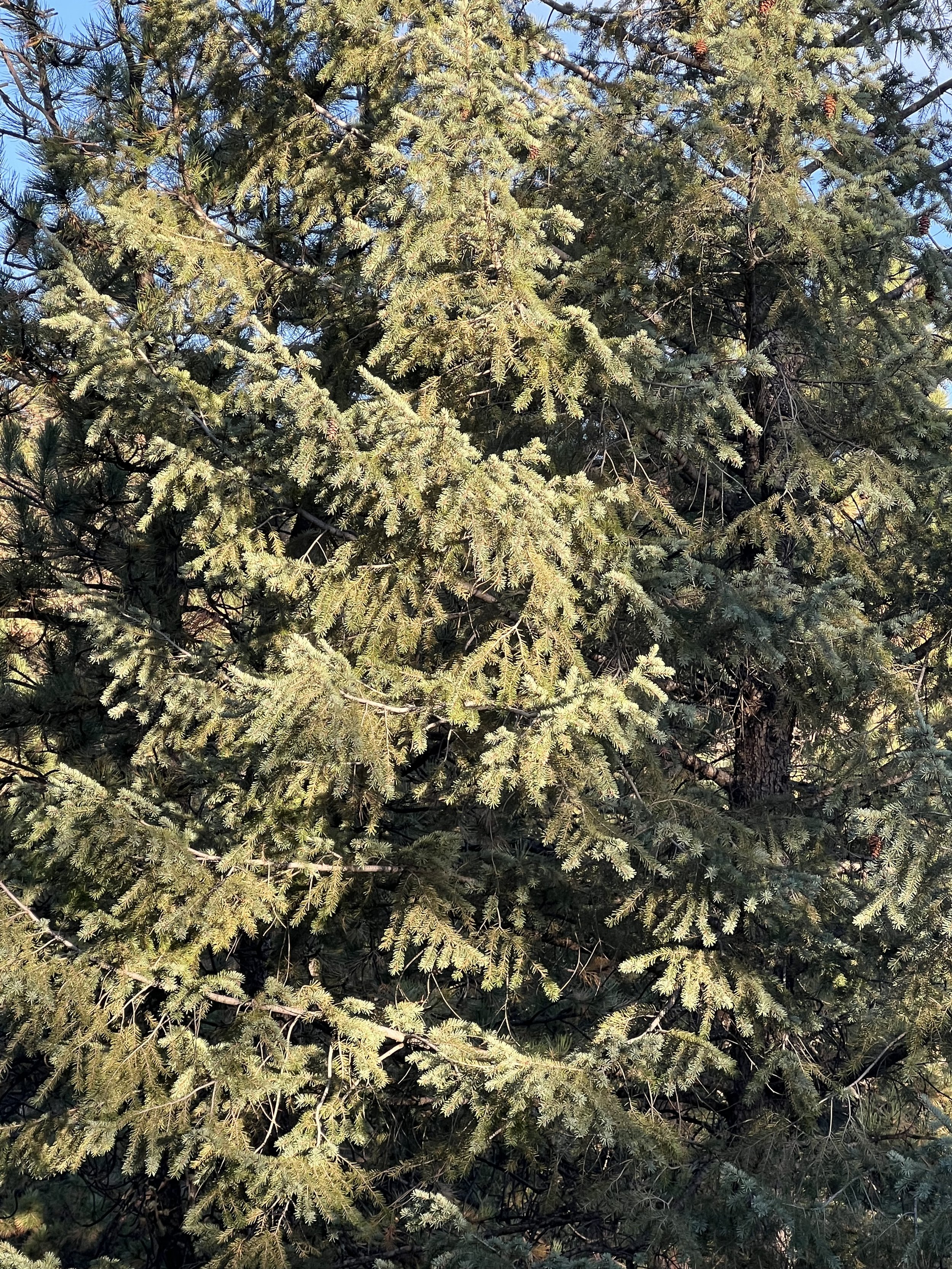 IMG_5384.jpeg