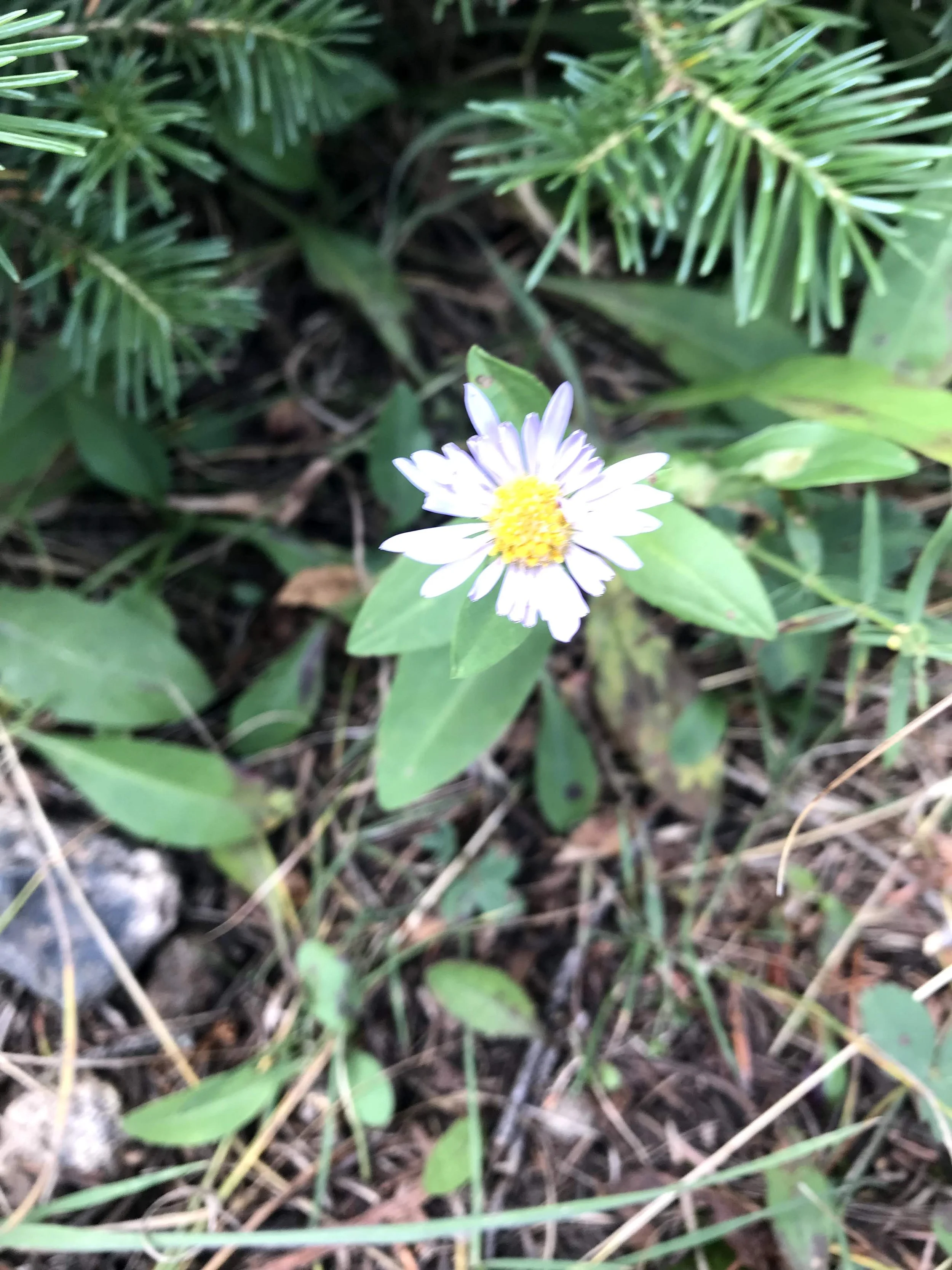 IMG_5956.jpeg