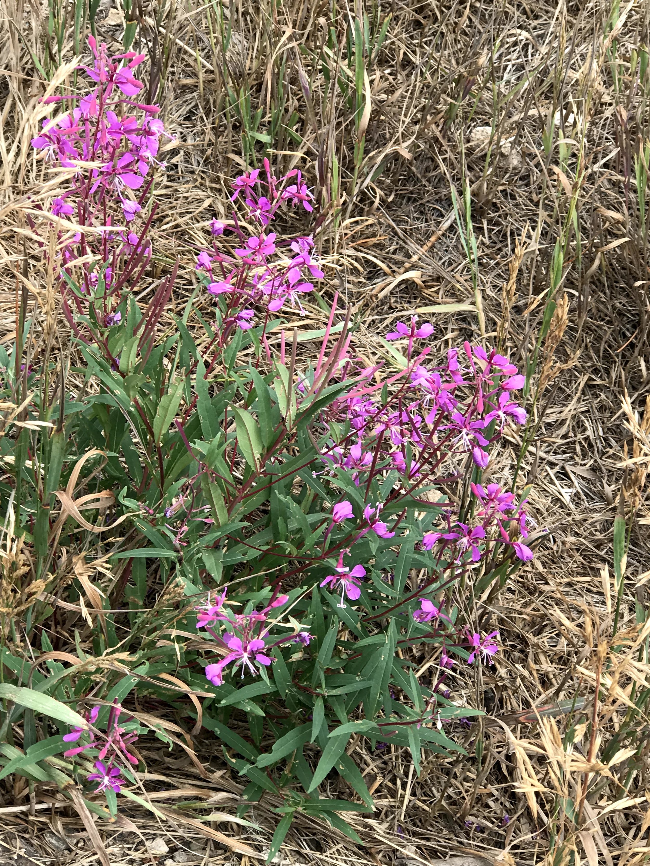 IMG_5802.jpeg