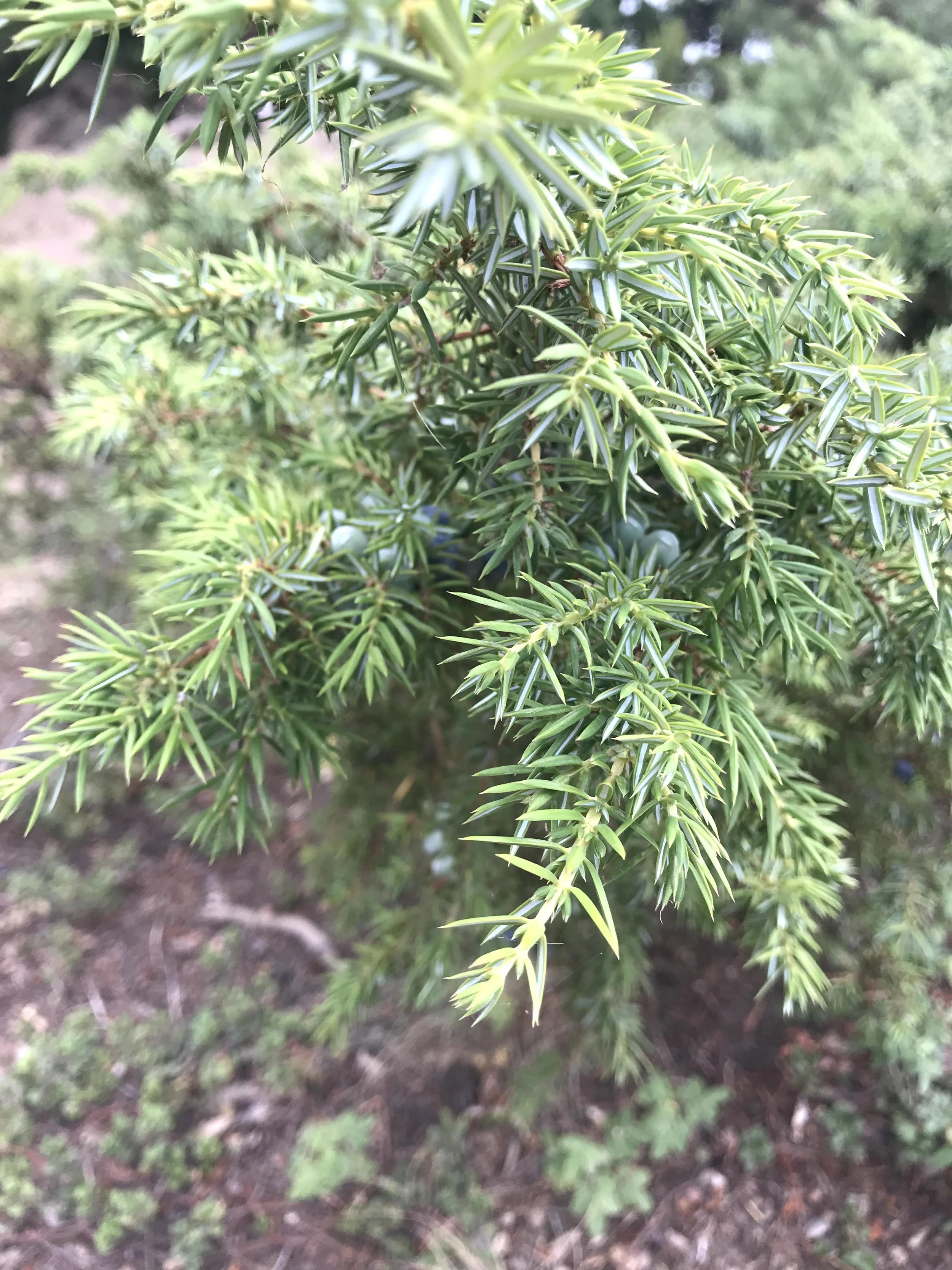 IMG_5790.jpeg