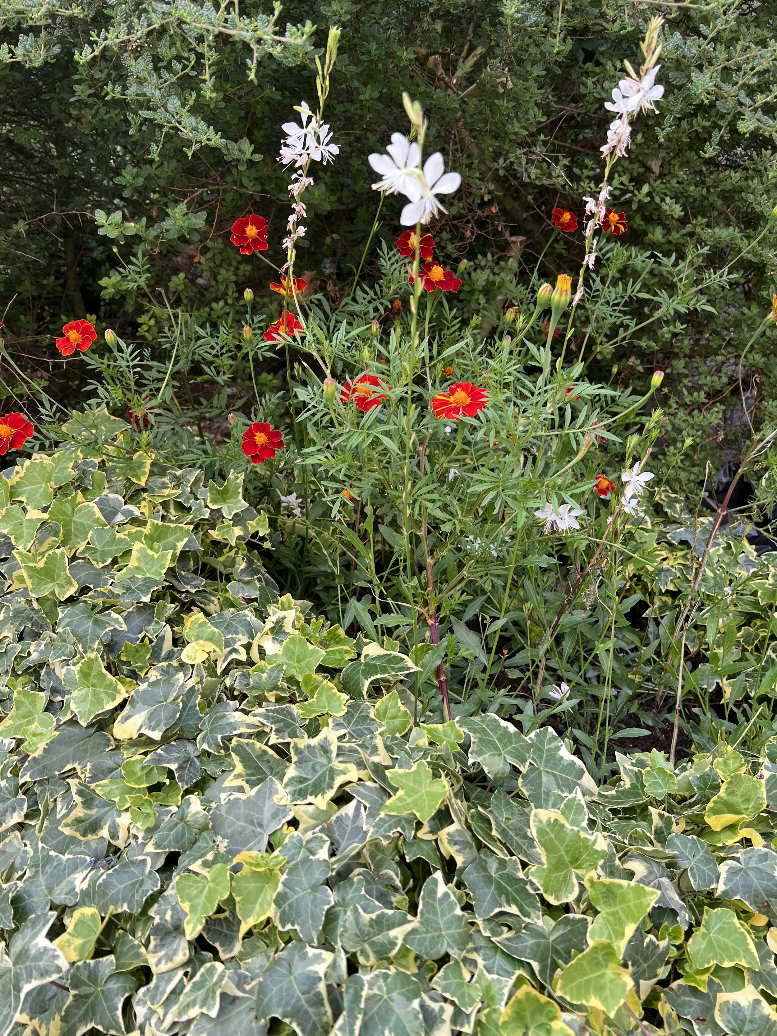IMG_6764.jpeg