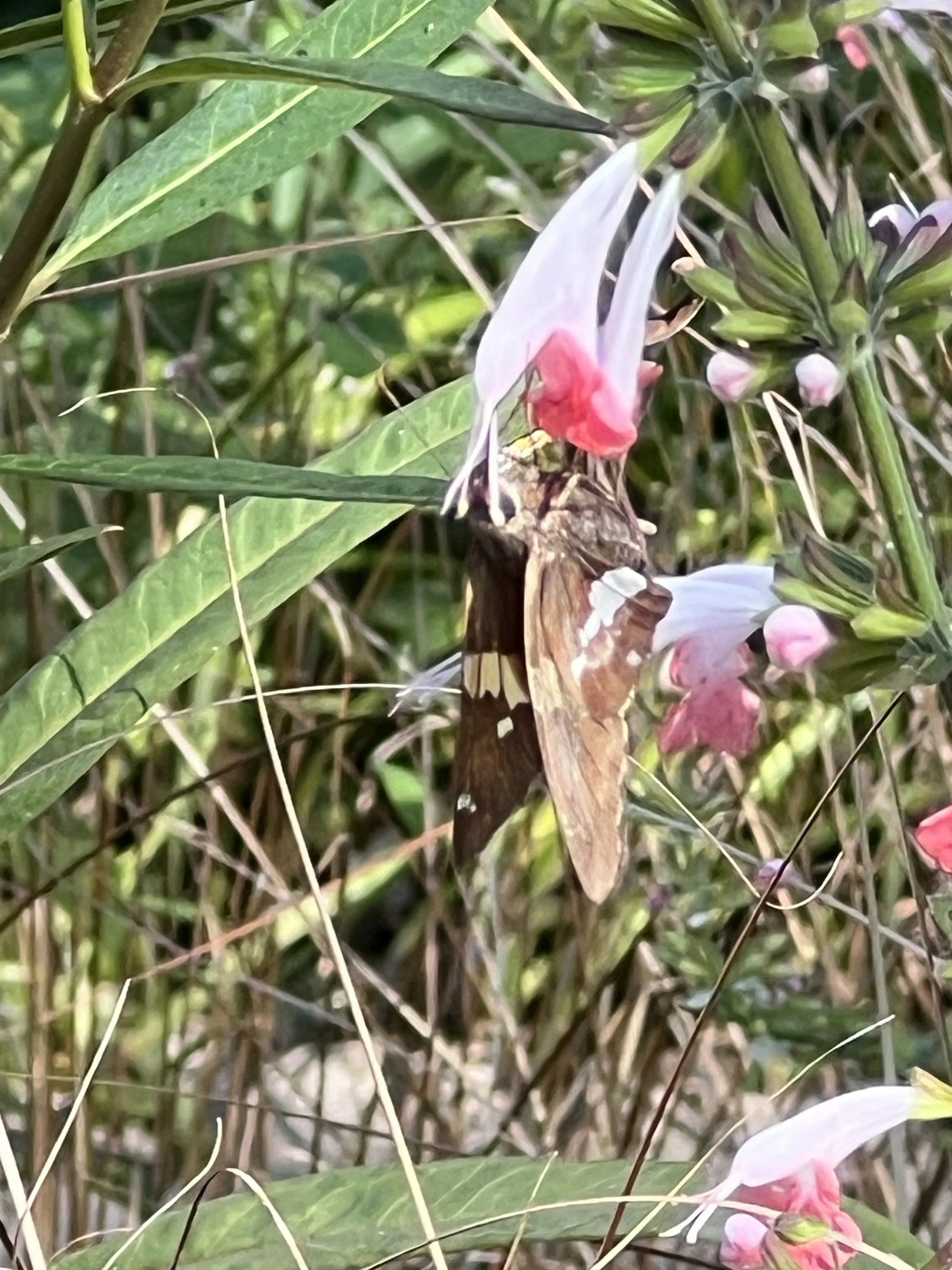 IMG_8082.JPG