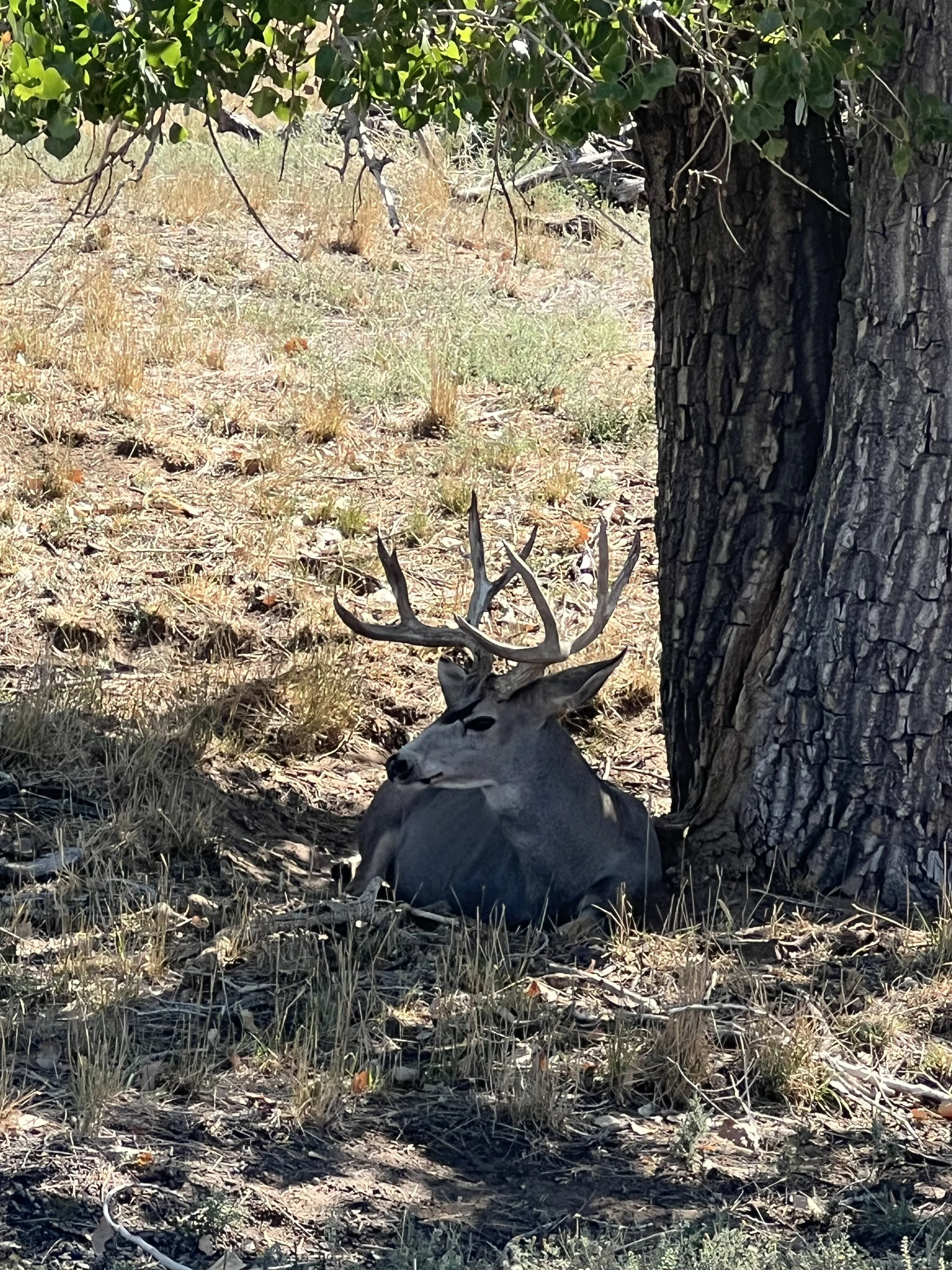 IMG_5407.jpeg