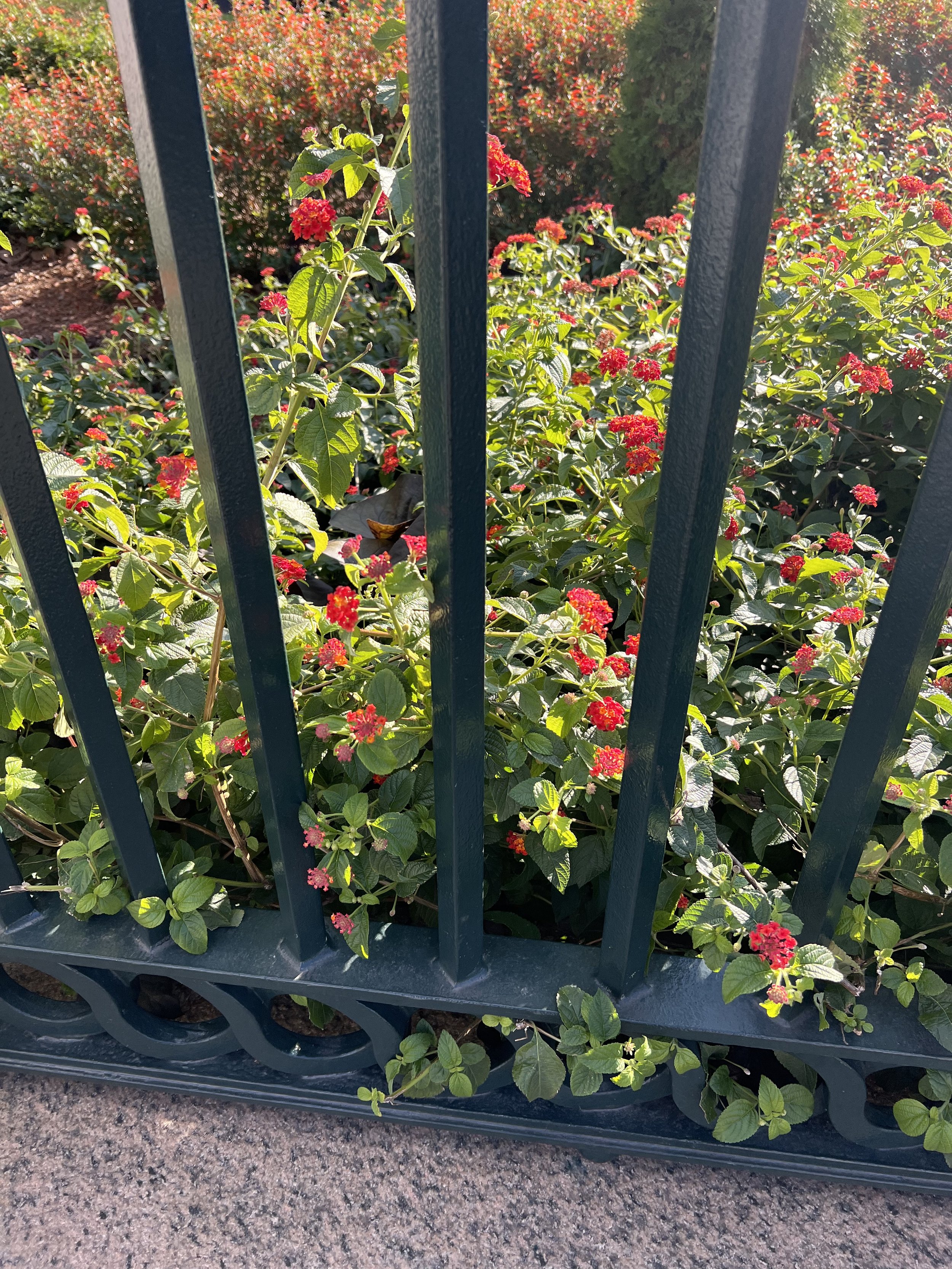 IMG_8418.jpeg
