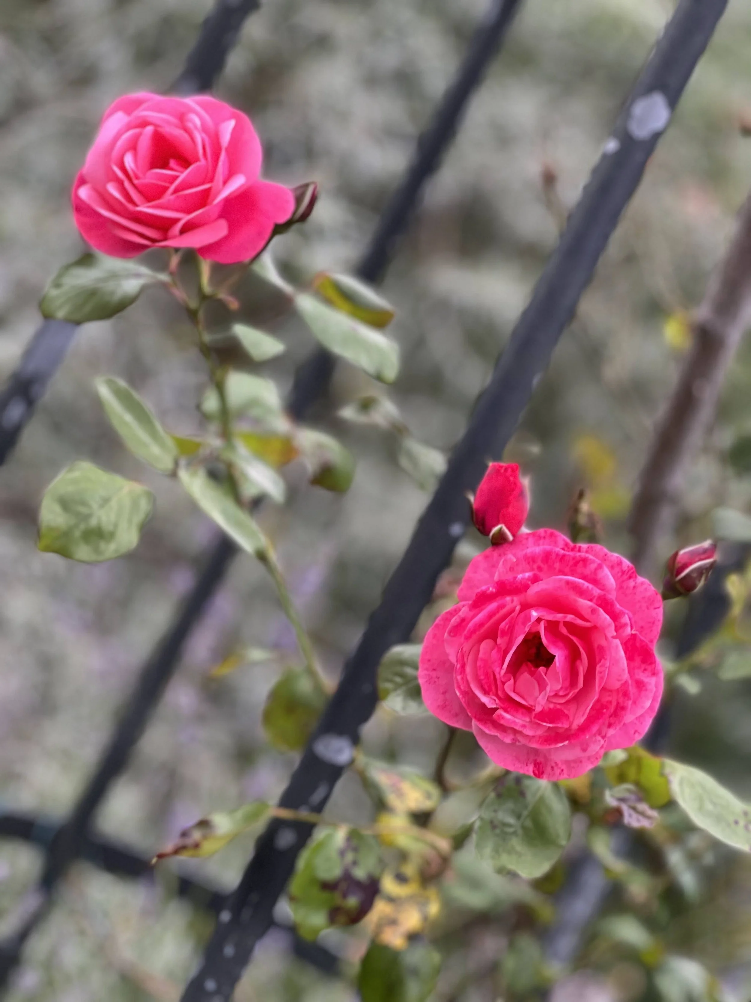 IMG_6392.jpeg