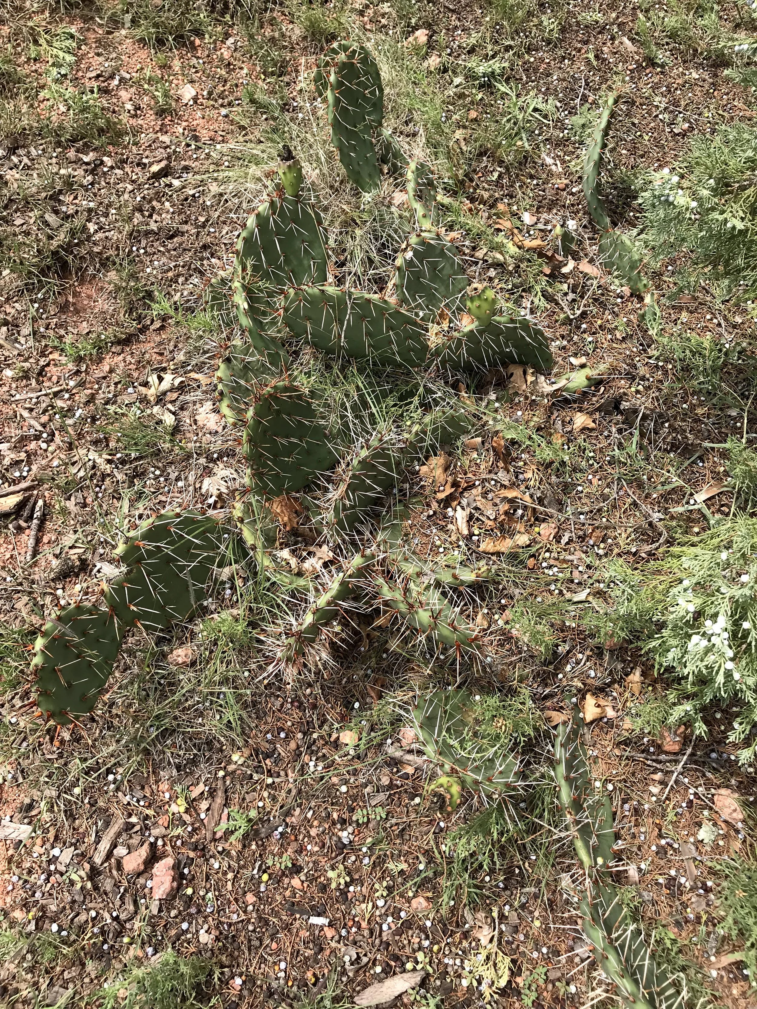 IMG_5531.jpeg