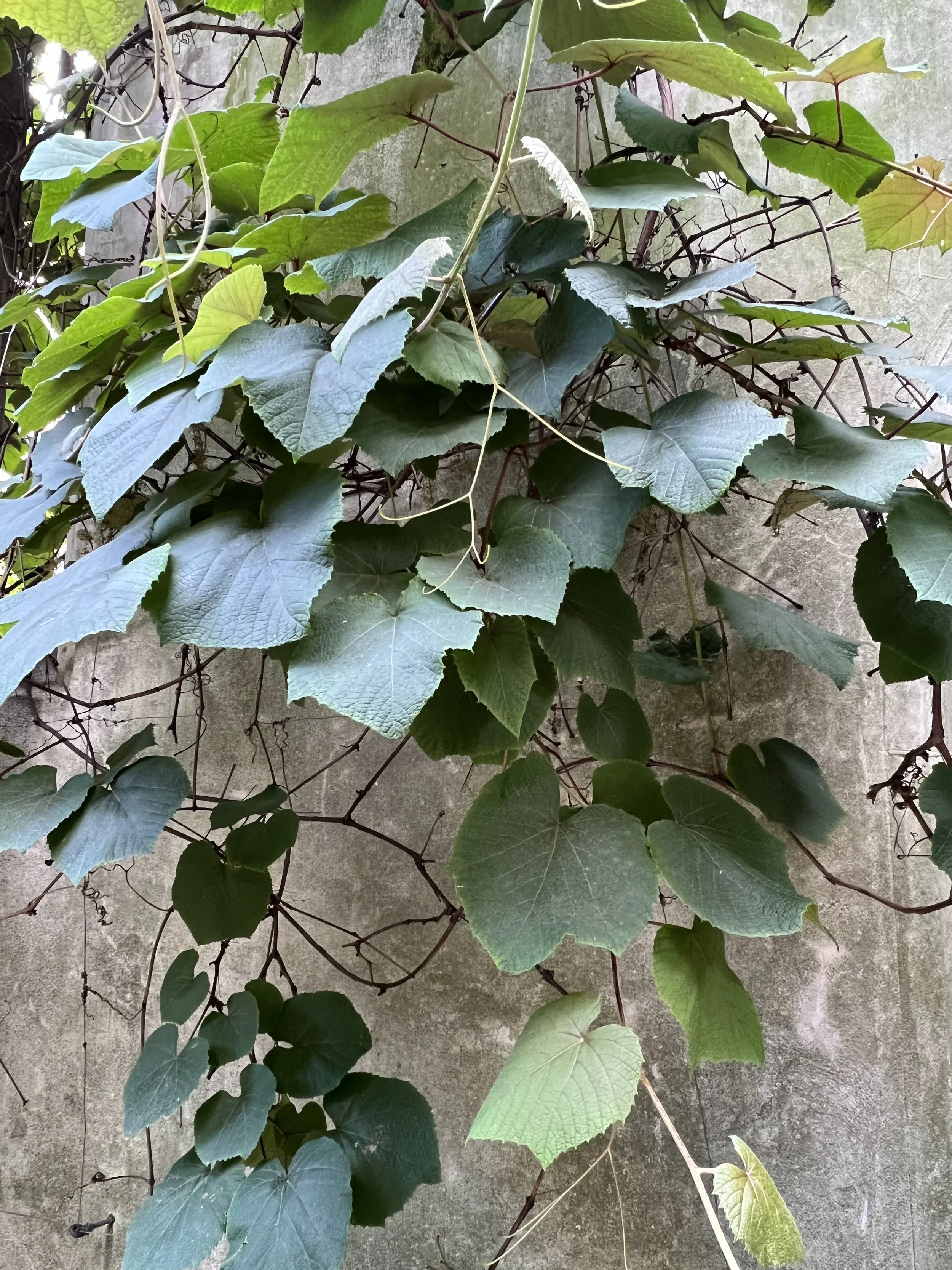 IMG_6758.jpeg