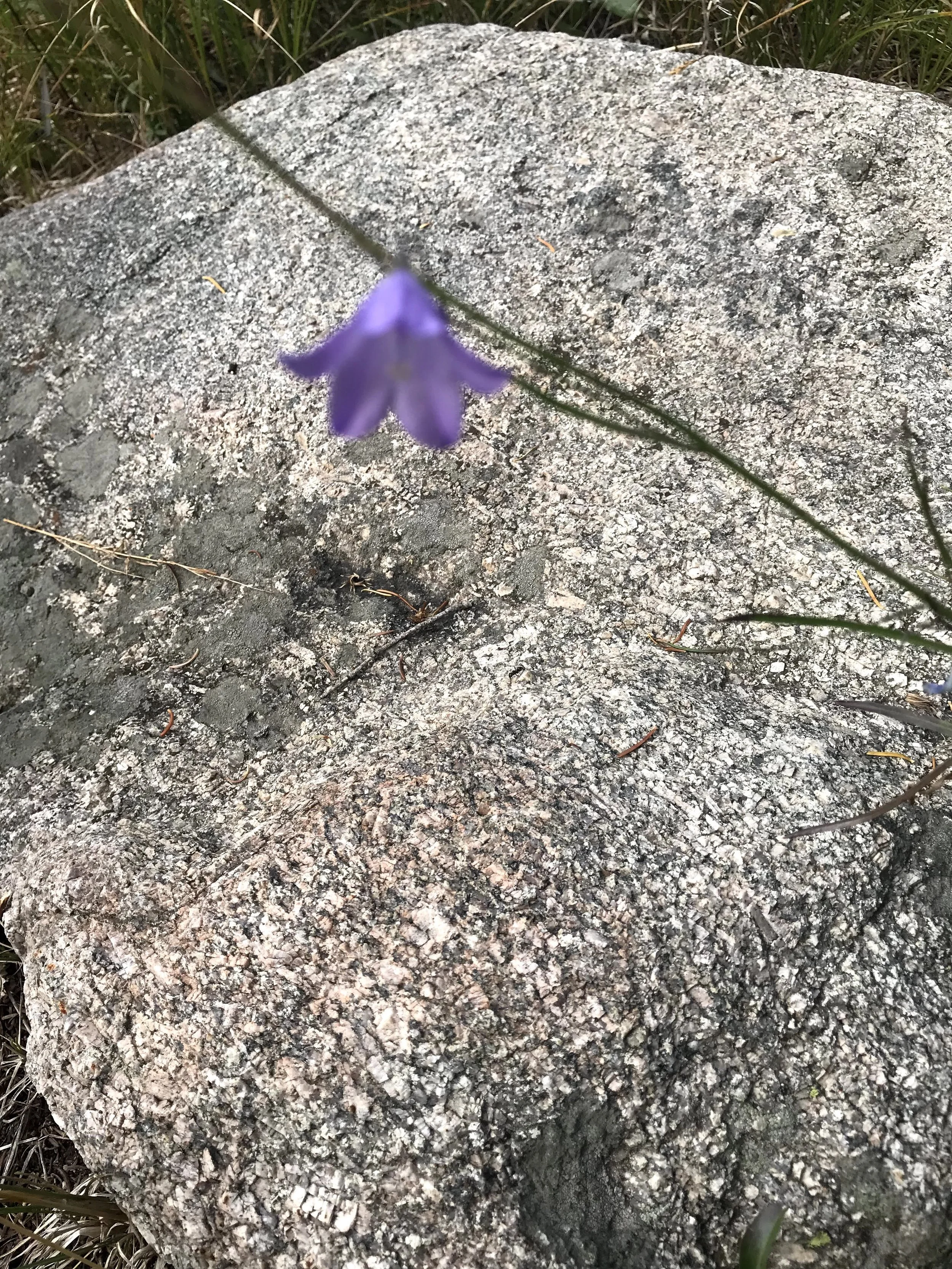 IMG_5955.jpeg