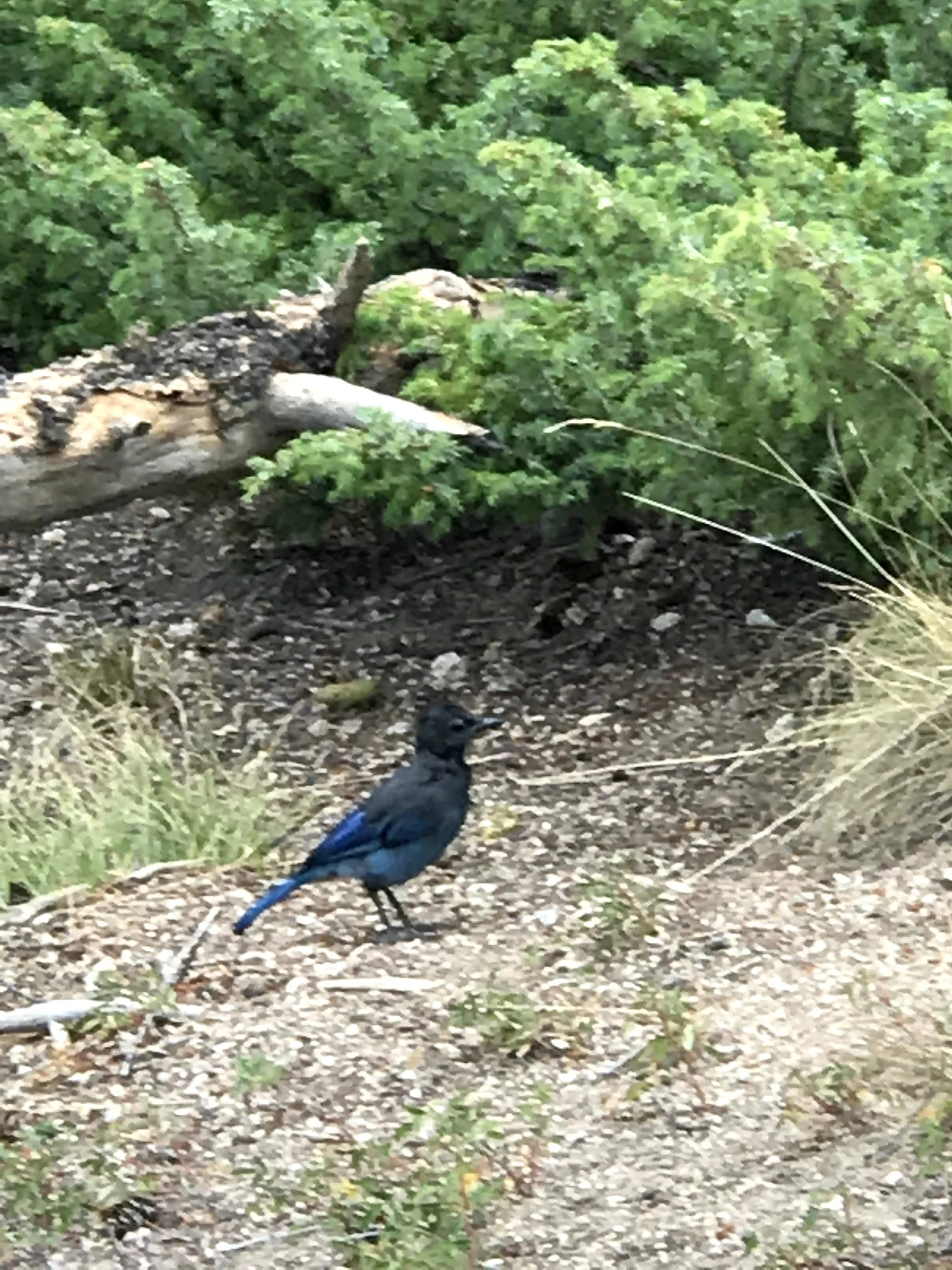 IMG_5776.jpeg