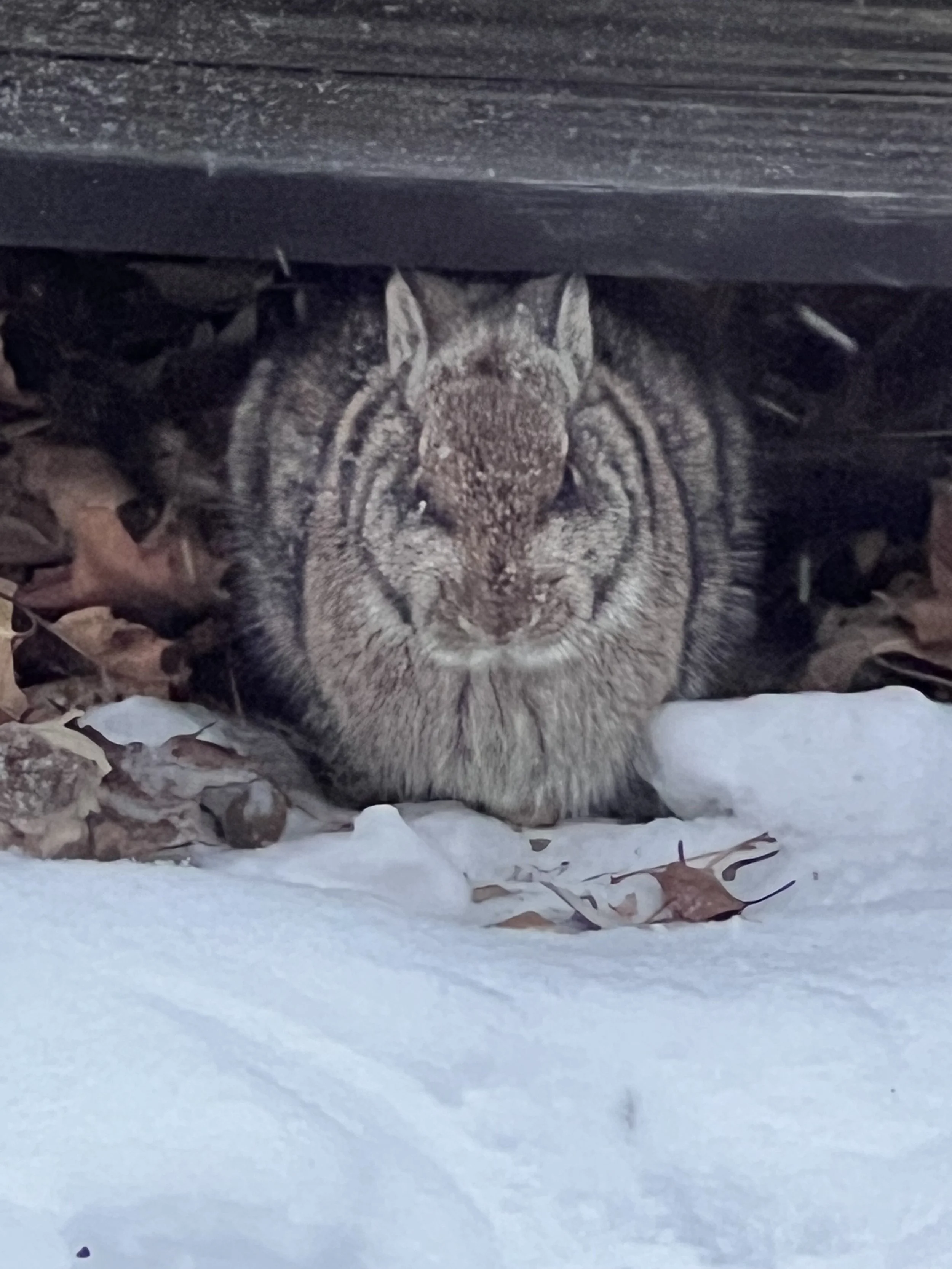 Wildlife Watching