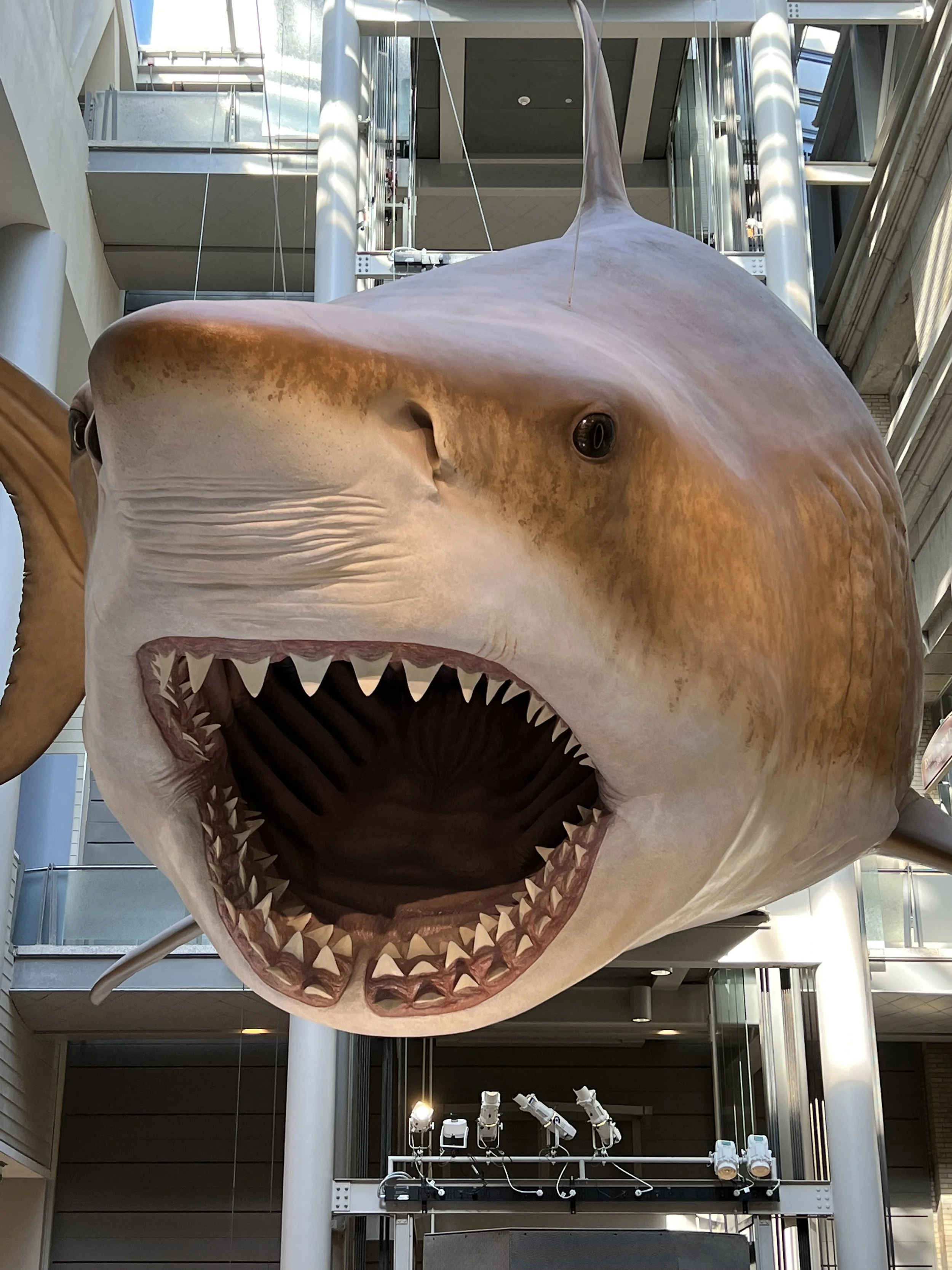 IMG_8381.jpeg