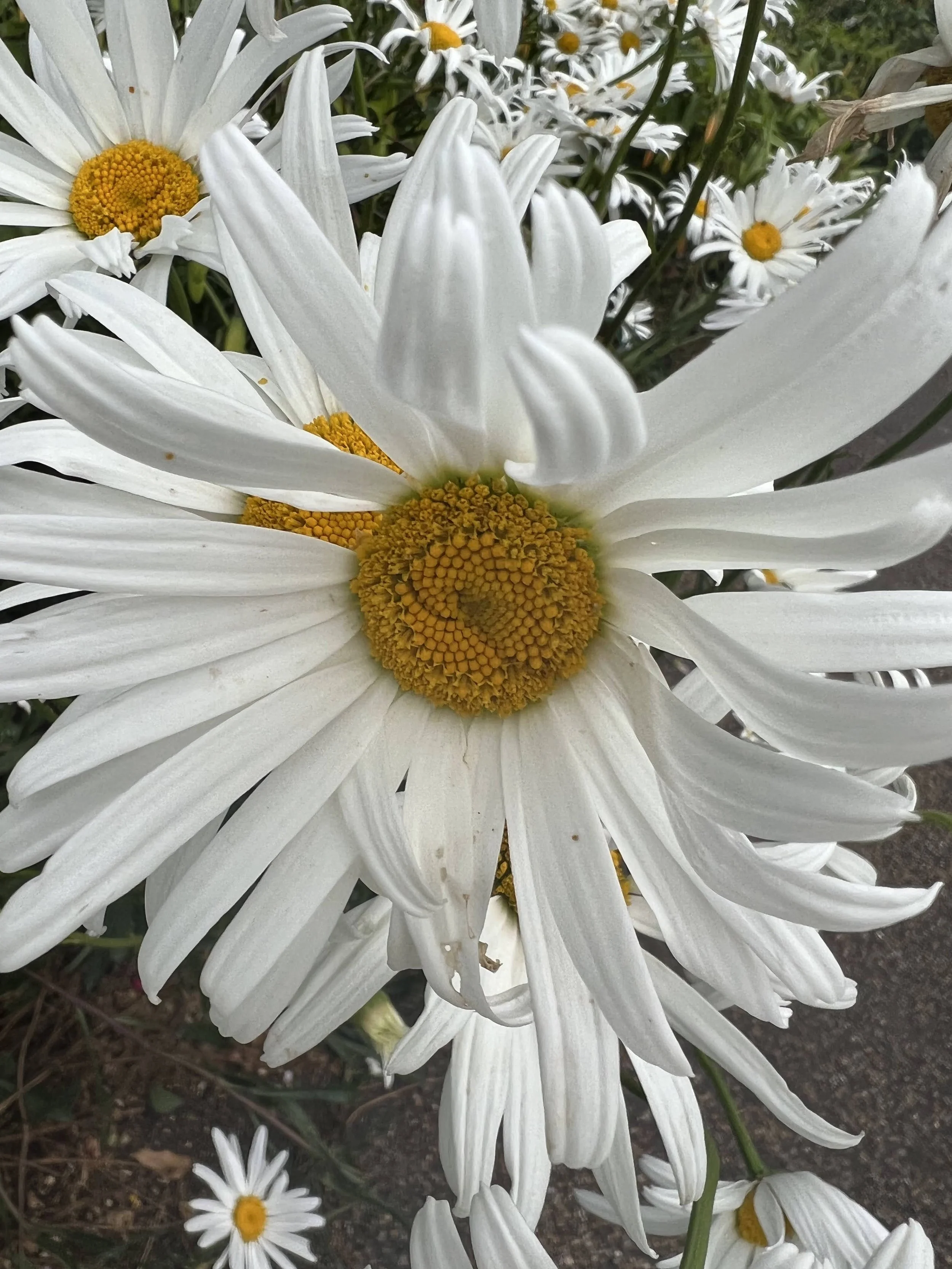 IMG_6401.jpeg