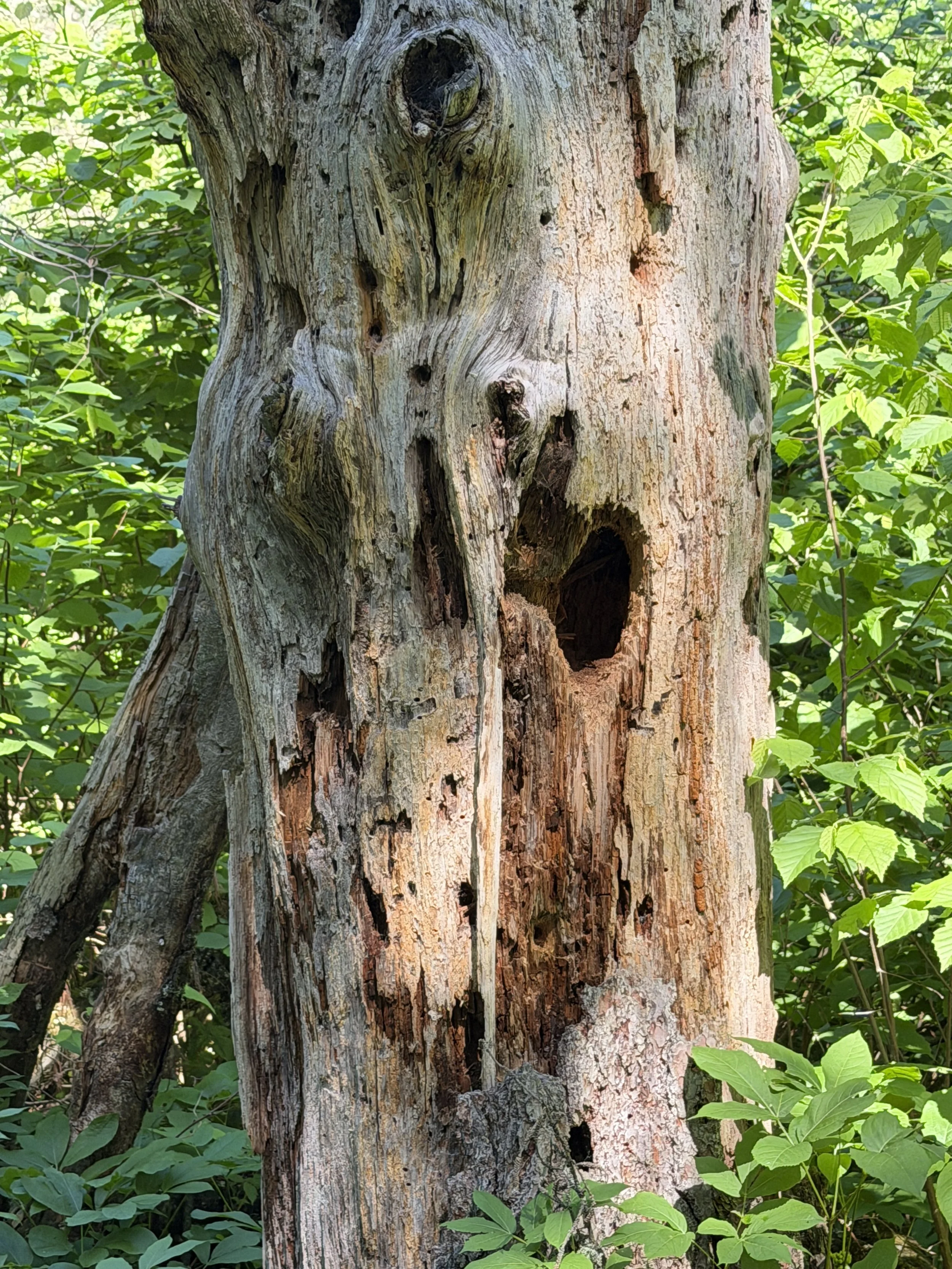 IMG_0953.jpeg