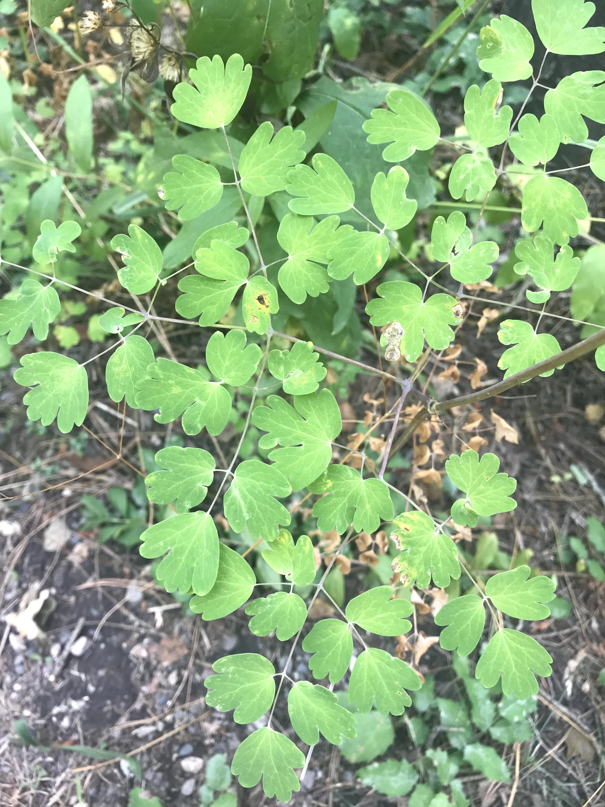 IMG_5890.jpeg