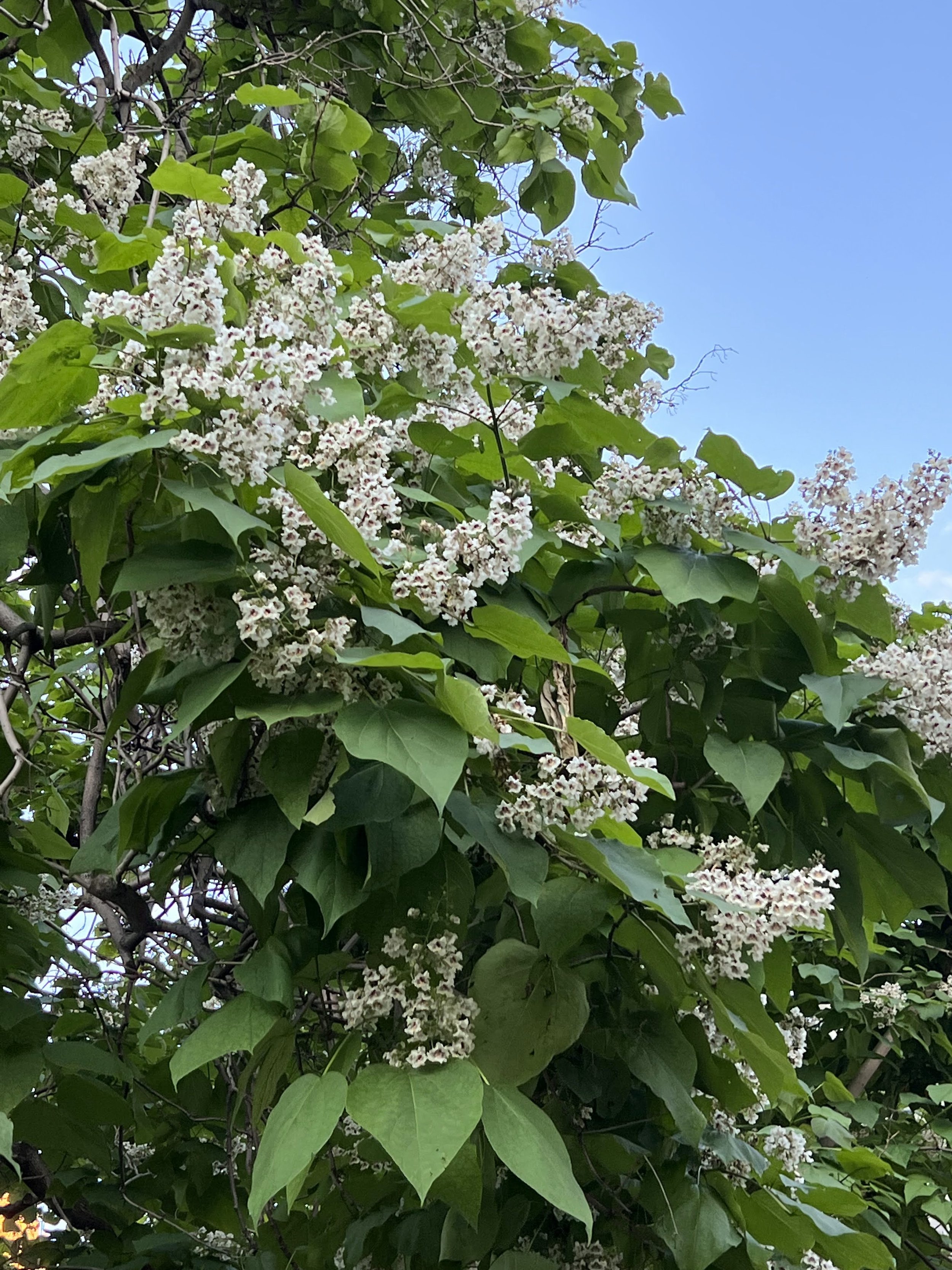 IMG_6703.jpeg