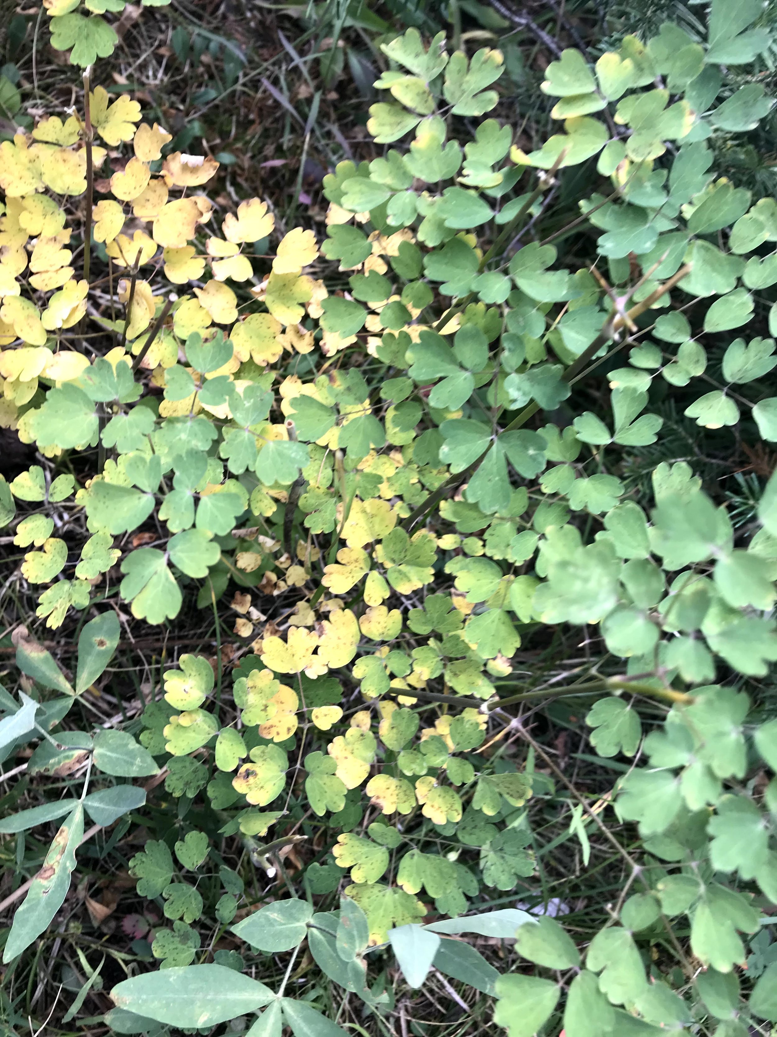 IMG_5959.jpeg