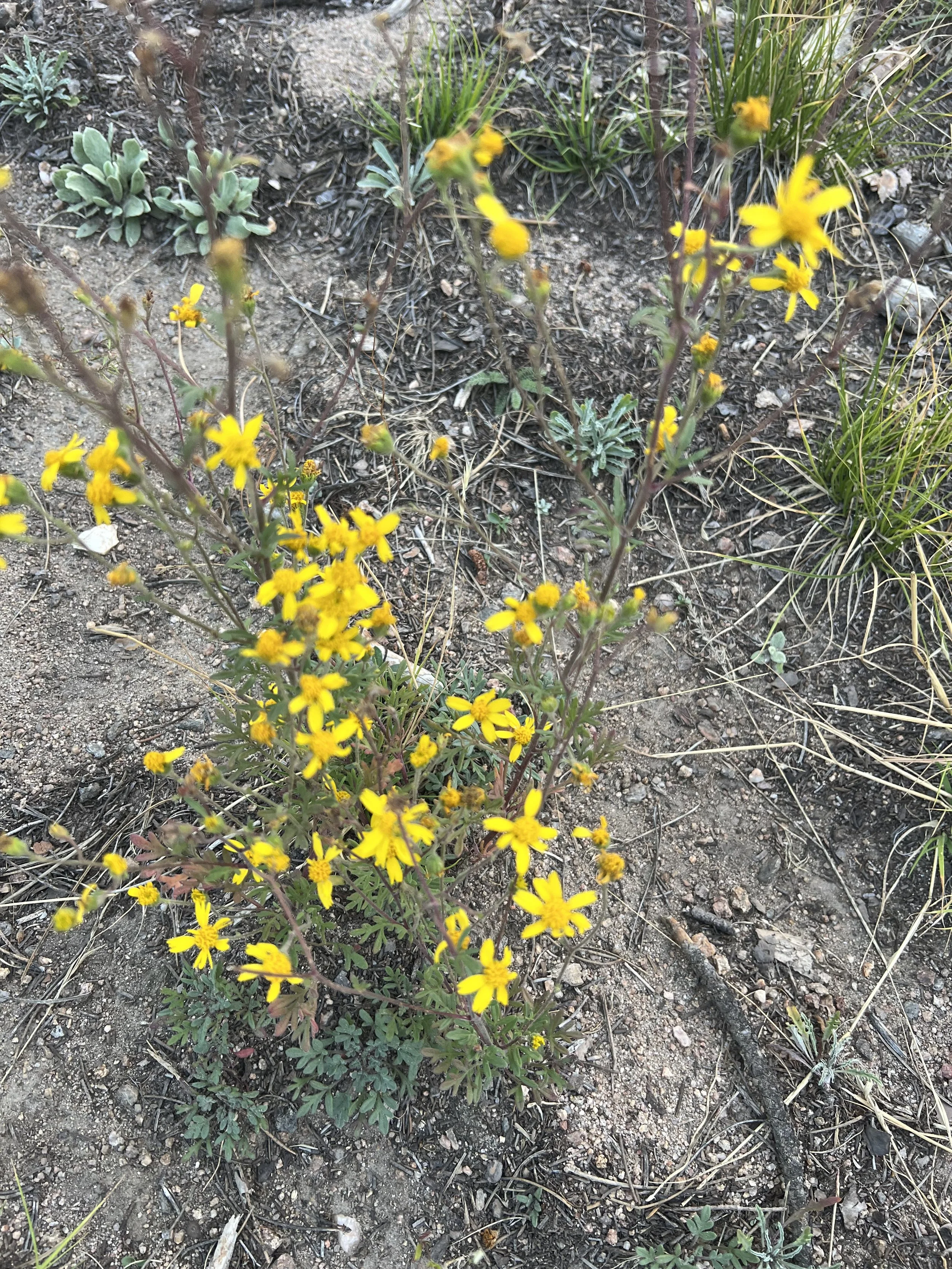 IMG_5366.jpeg