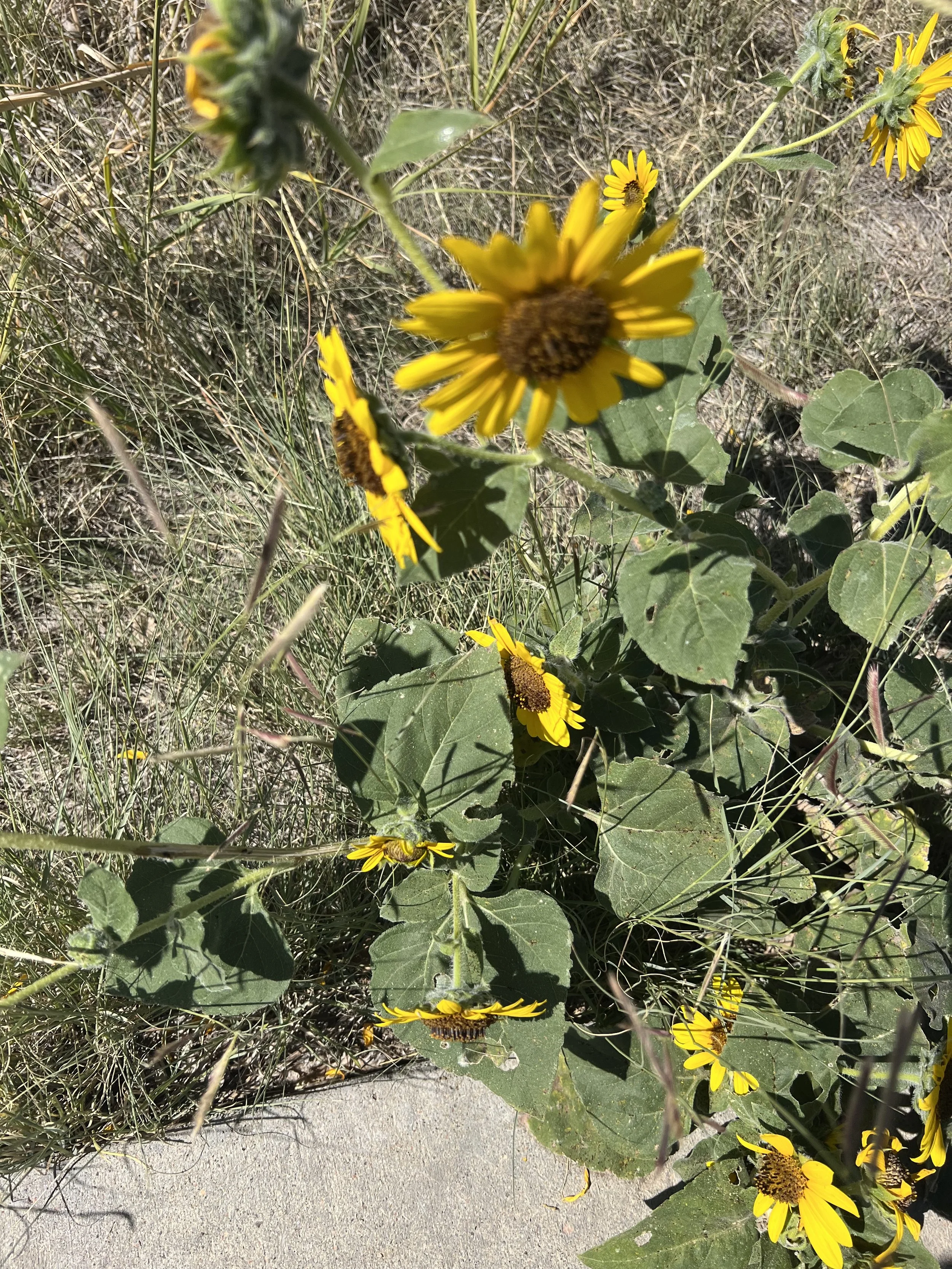 IMG_5423.jpeg