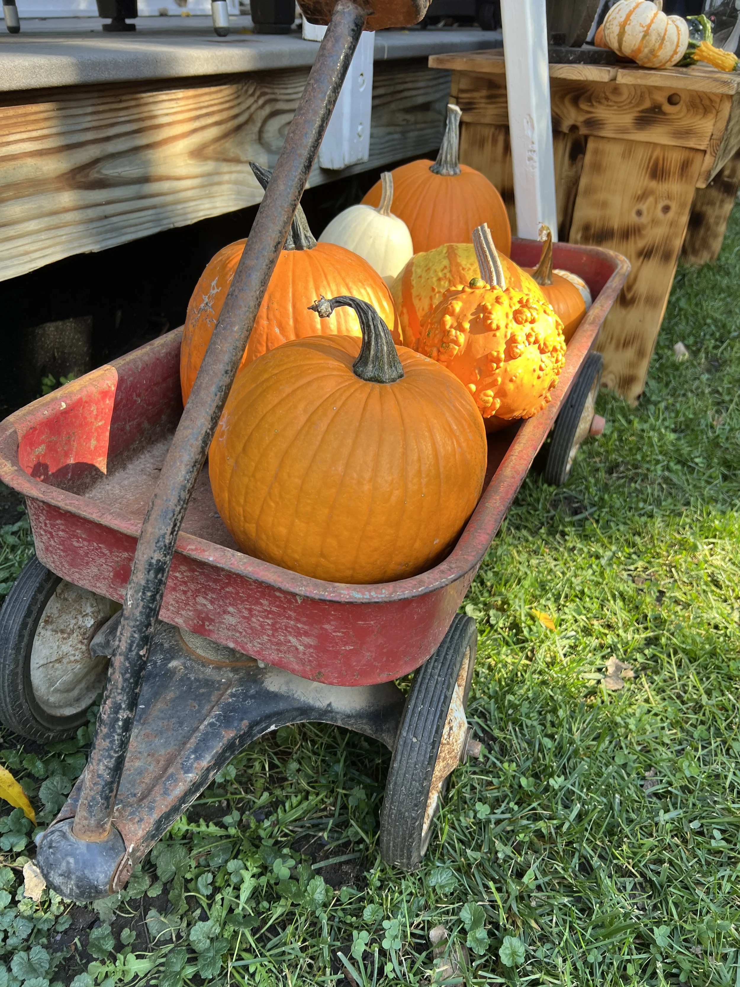 Pumpkin Fest