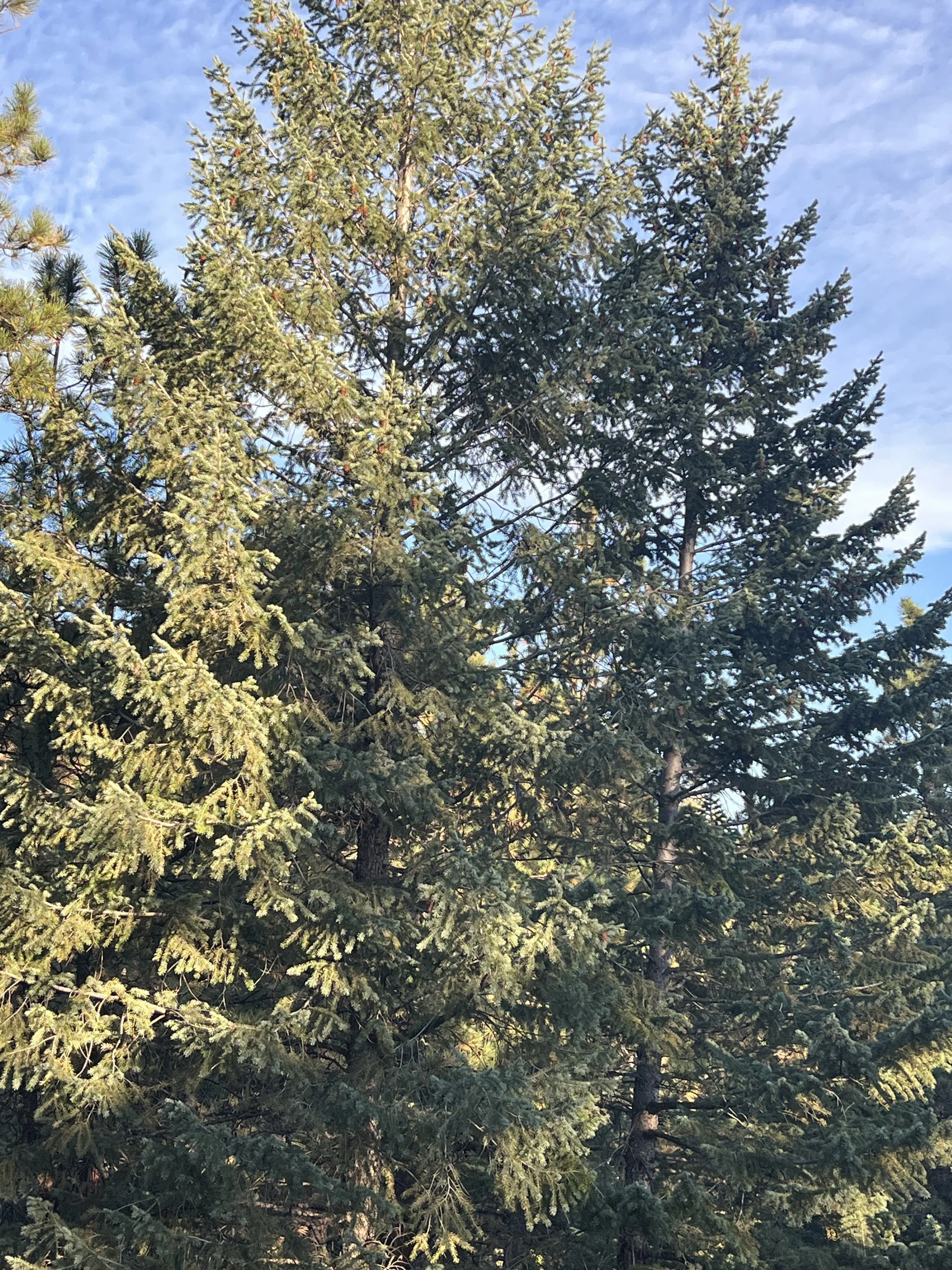 IMG_5383.jpeg