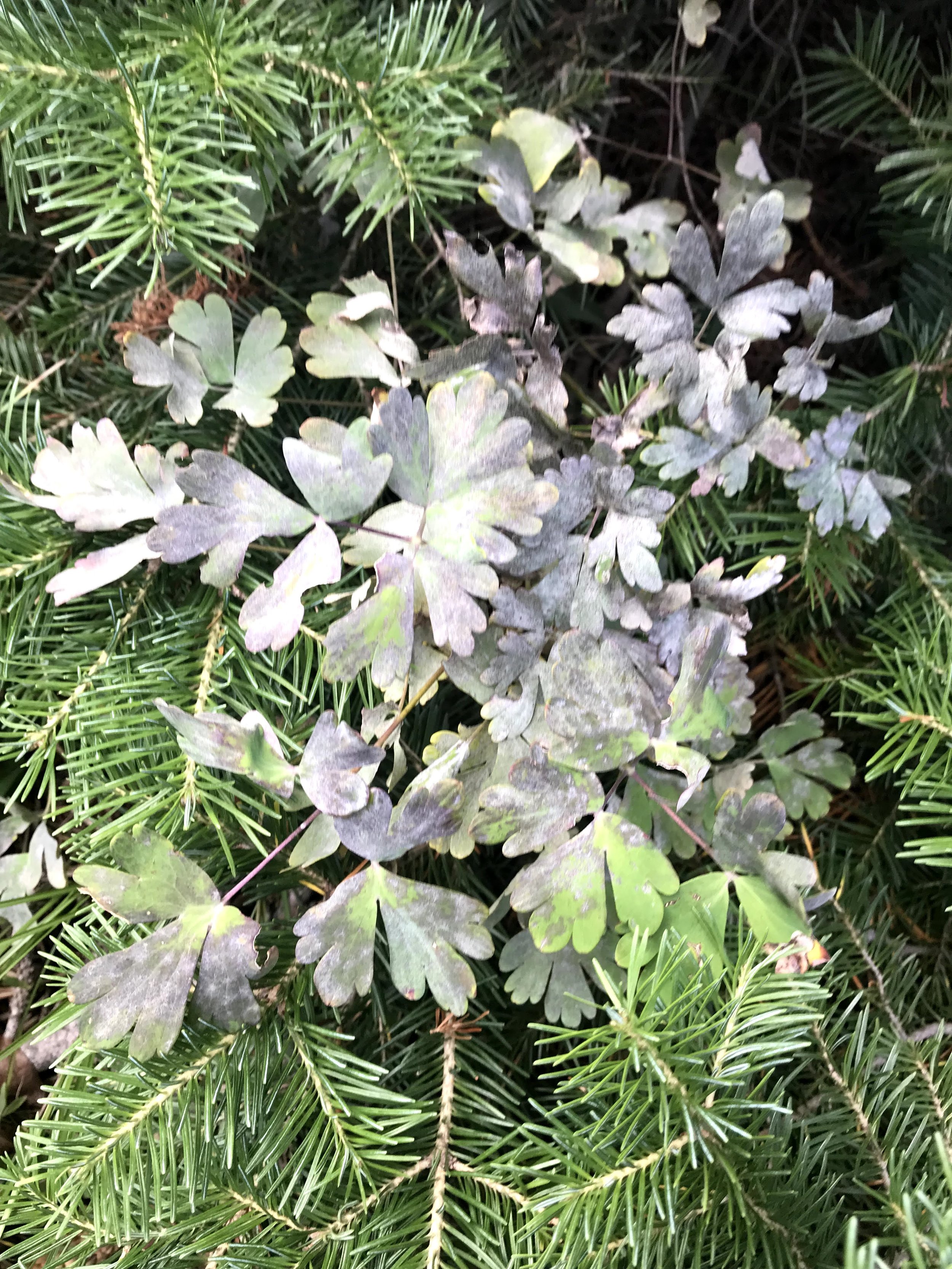 IMG_5958.jpeg