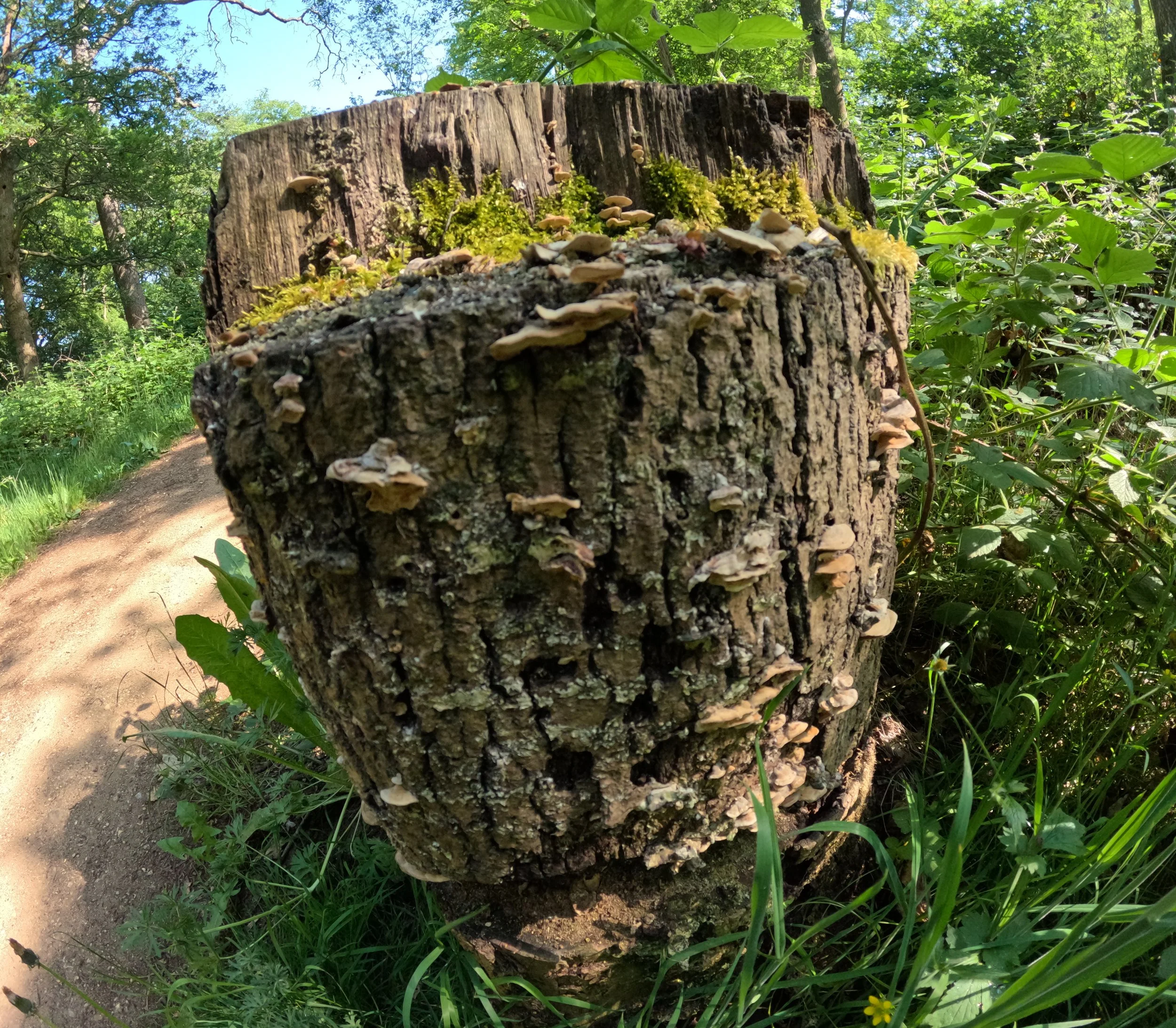 Ferny Hill to Trent Park May 24, 2026